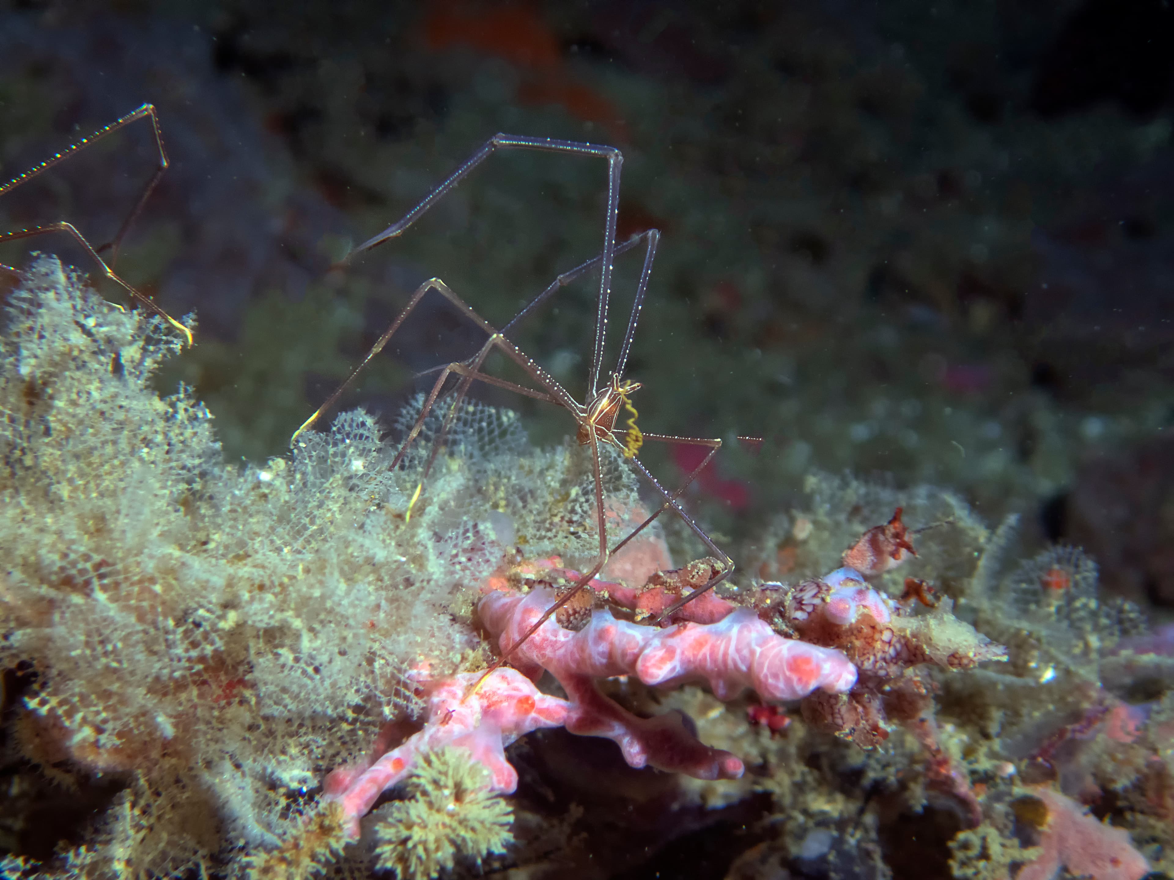 Squat Lobster (Chirostylus dolichopus)