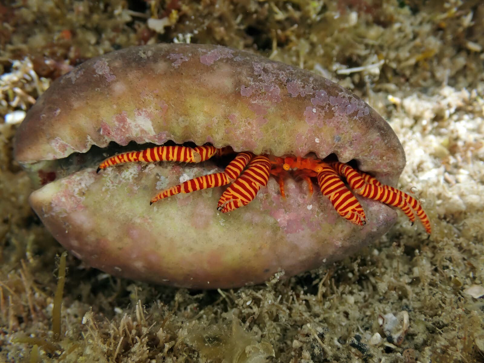 Cone Shell Hermit Crab (Ciliopagurus strigatus), Wakayama, Japan