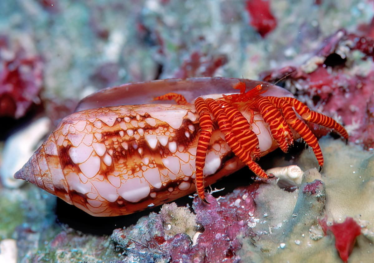 Cone Shell Hermit Crab (Ciliopagurus strigatus), Kwajalein Atoll, Marshall Islands