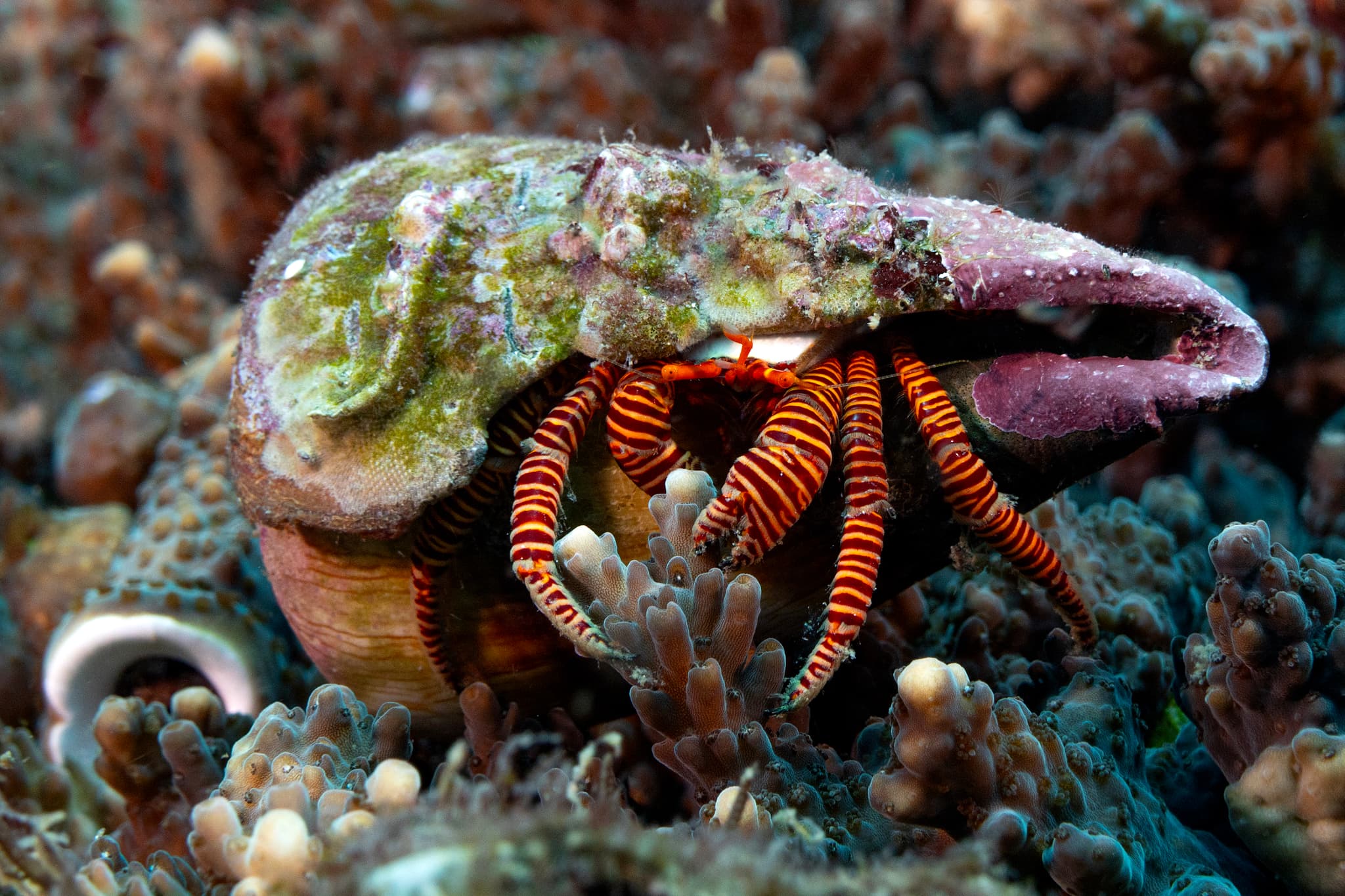 Cone Shell Hermit Crab (Ciliopagurus strigatus), Sunshine Coast, Queensland, Australia