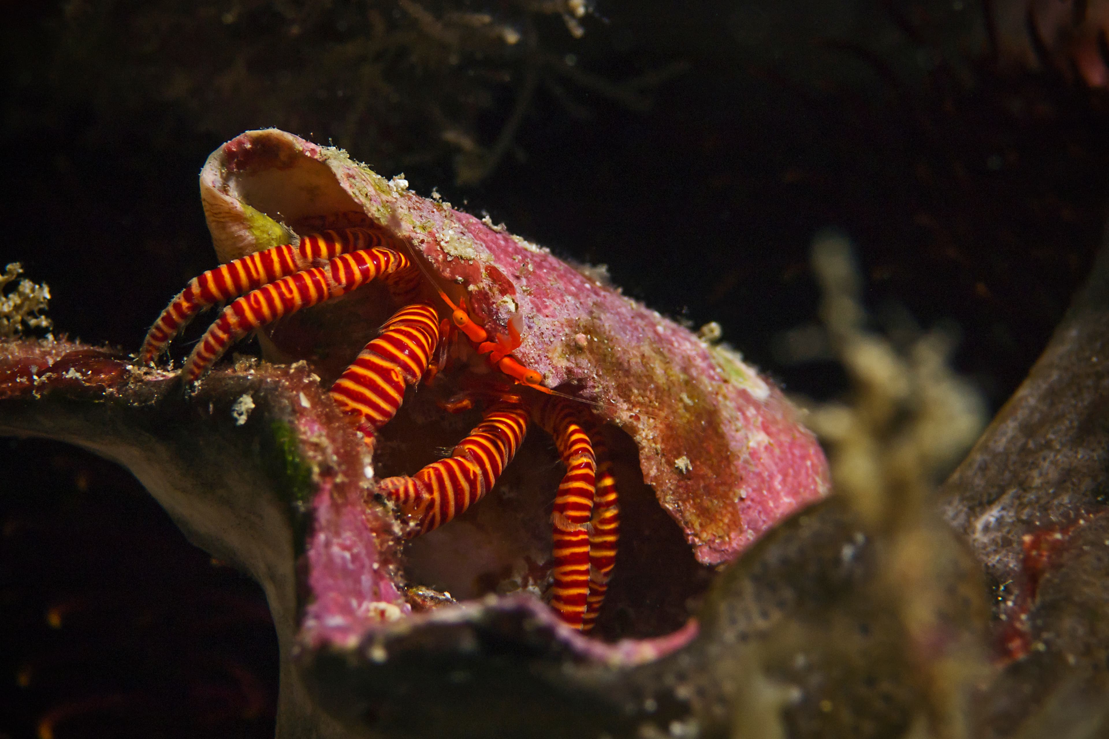 Halloween Hermit Crab (Ciliopagurus strigatus)