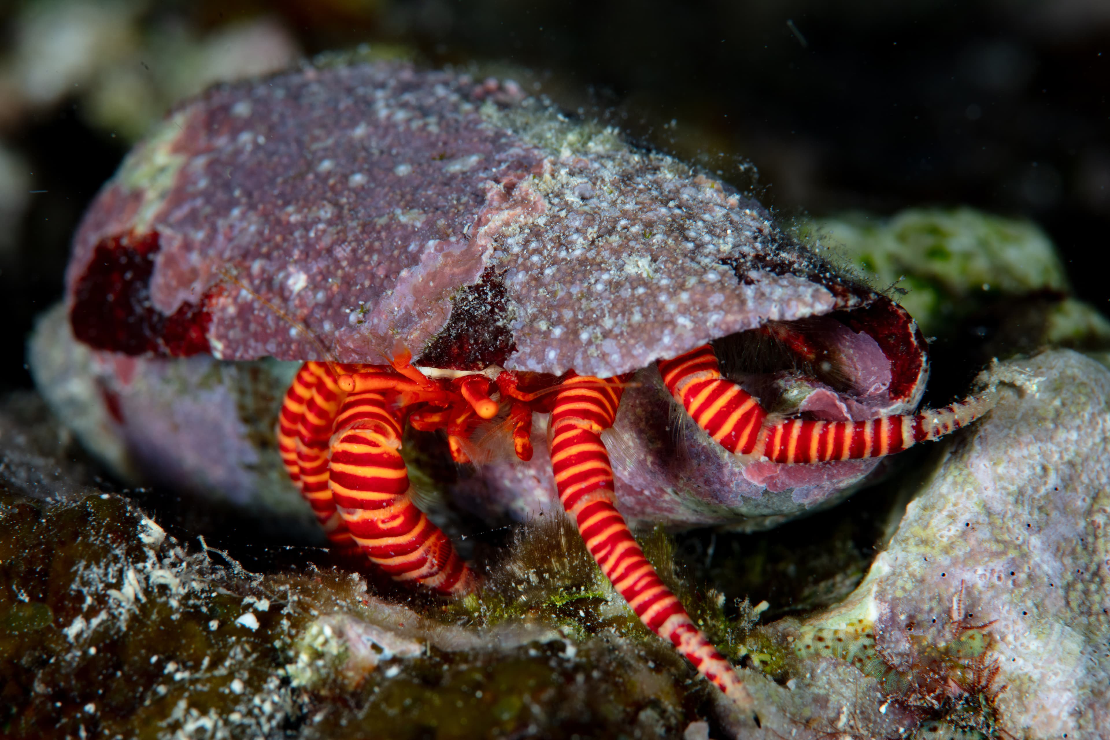 A Halloween Hermit Crab (Ciliopagurus strigatus) crawls across a coral reef in the Solomon Islands