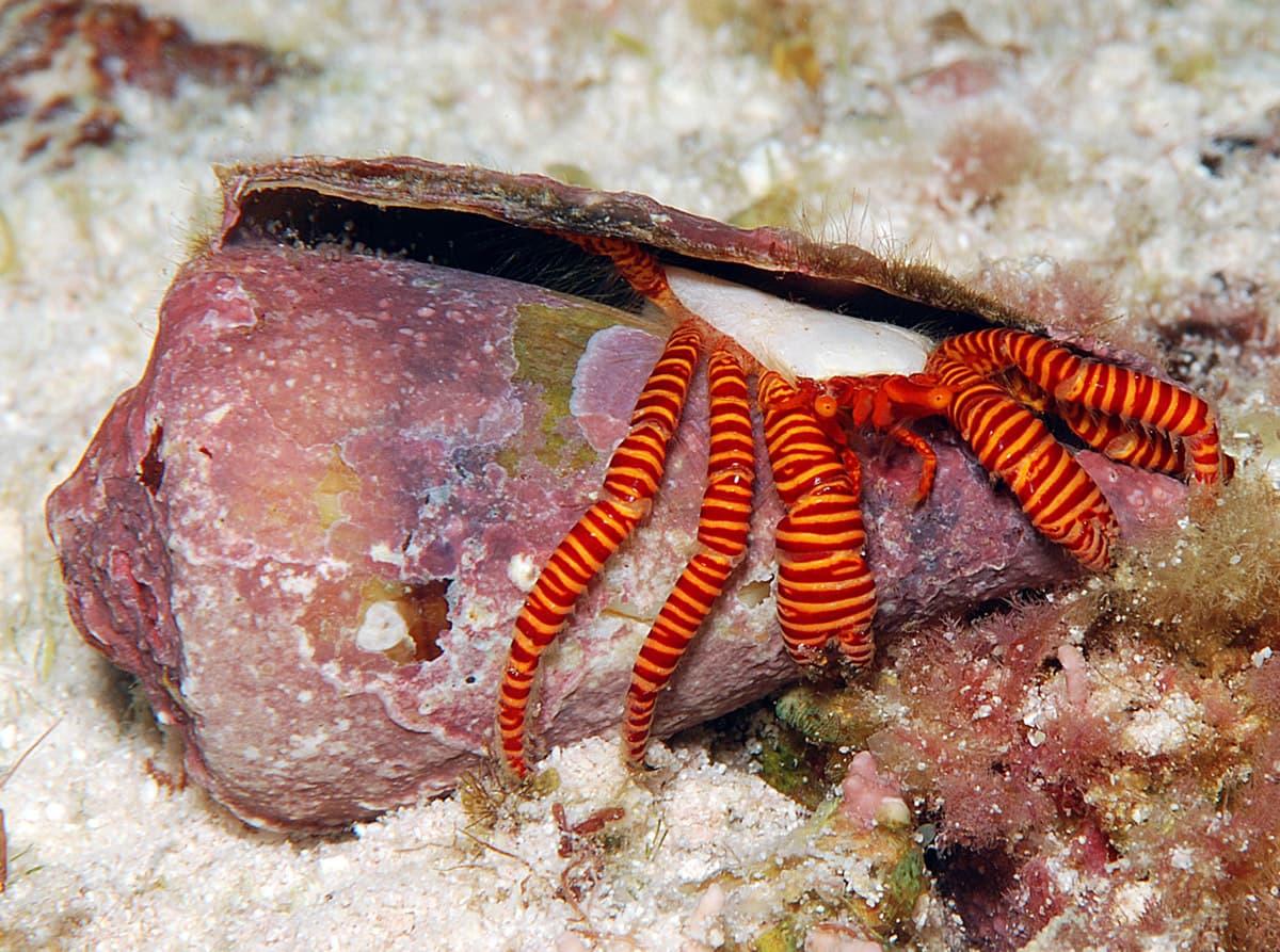 Cone Shell Hermit Crab (Ciliopagurus strigatus), Kwajalein Atoll, Marshall Islands