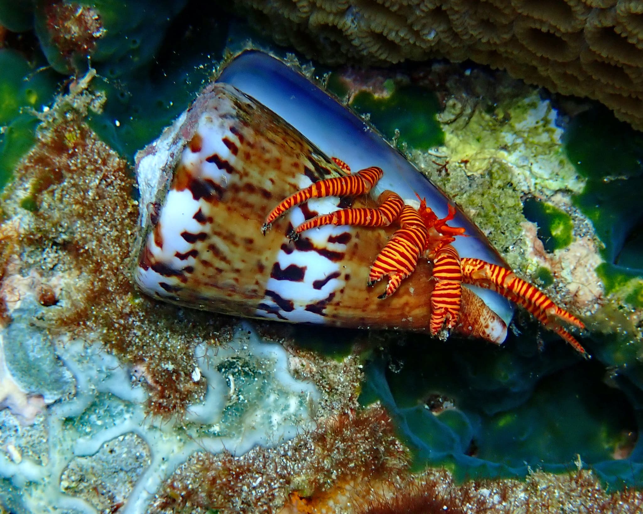 Cone Shell Hermit Crab (Ciliopagurus strigatus), East Nusa Tenggara, Indonesia