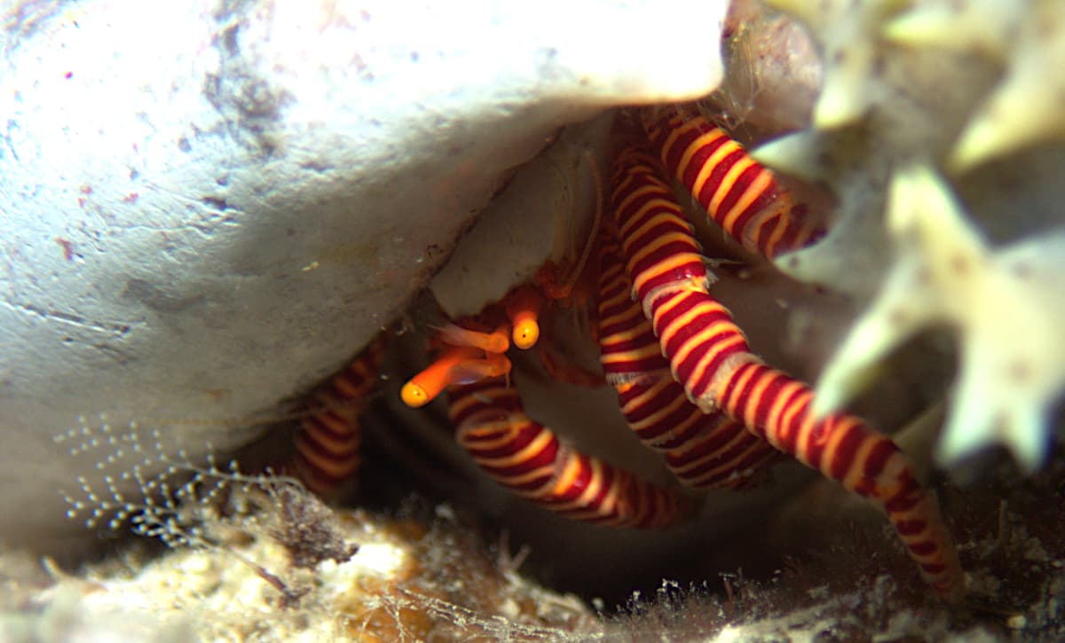 Cone Shell Hermit Crab (Ciliopagurus strigatus), French Polynesia