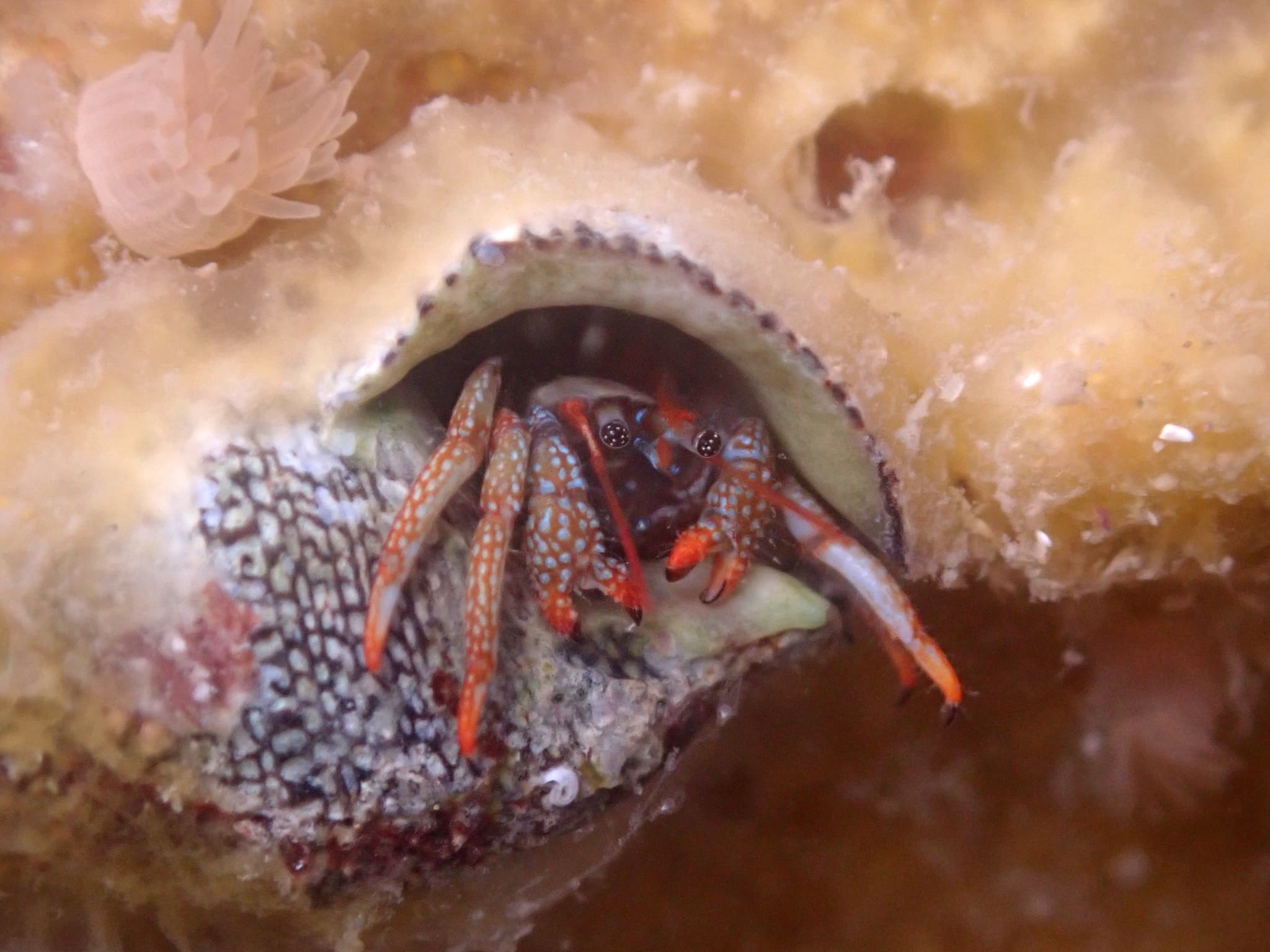 Dwarf Red Tip Hermit Crab (Clibanarius digueti)