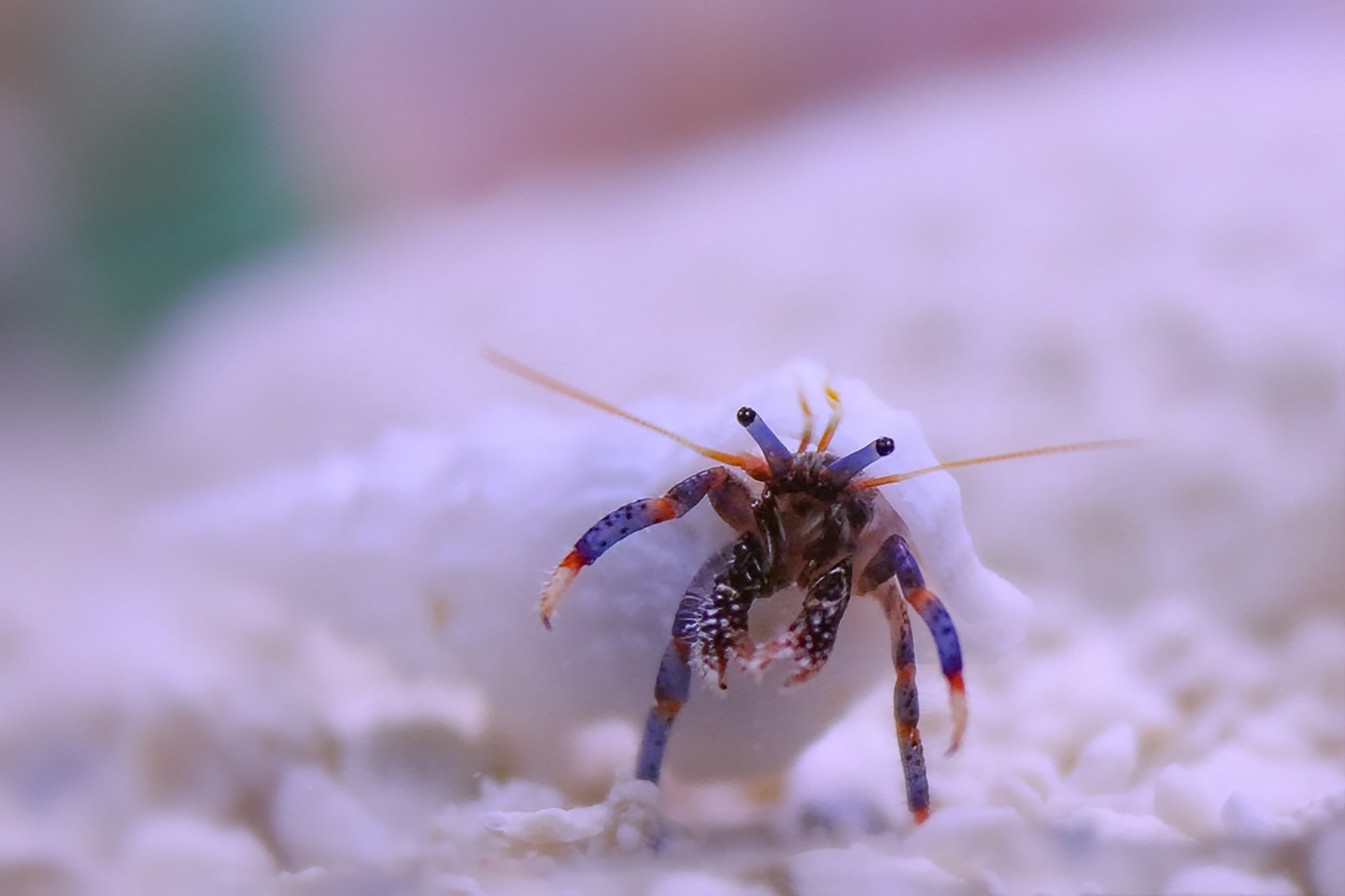 Blue-legged Hermit Crab (Clibanarius tricolor)