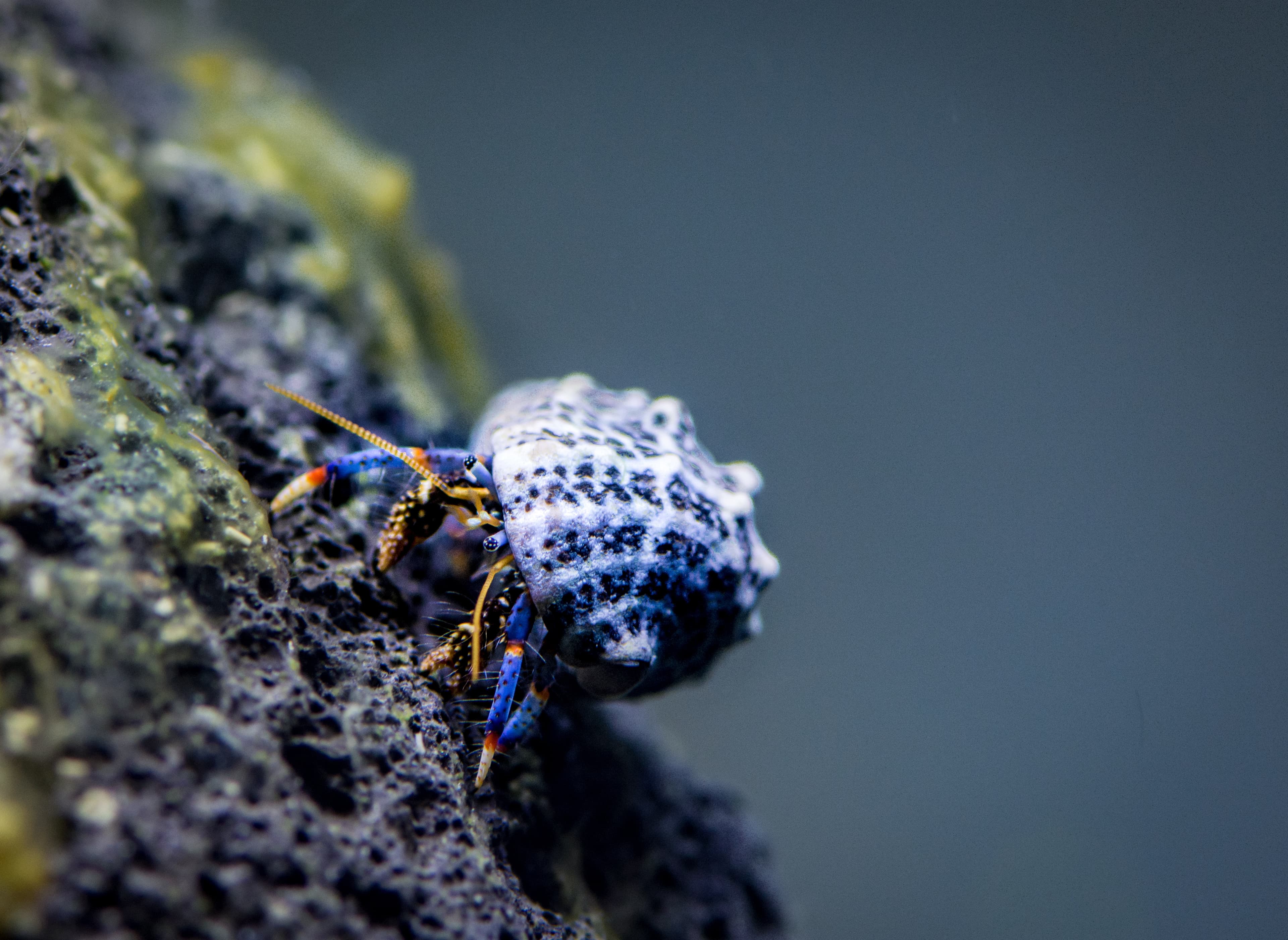 Blue-legged Hermit Crab (Clibanarius tricolor)