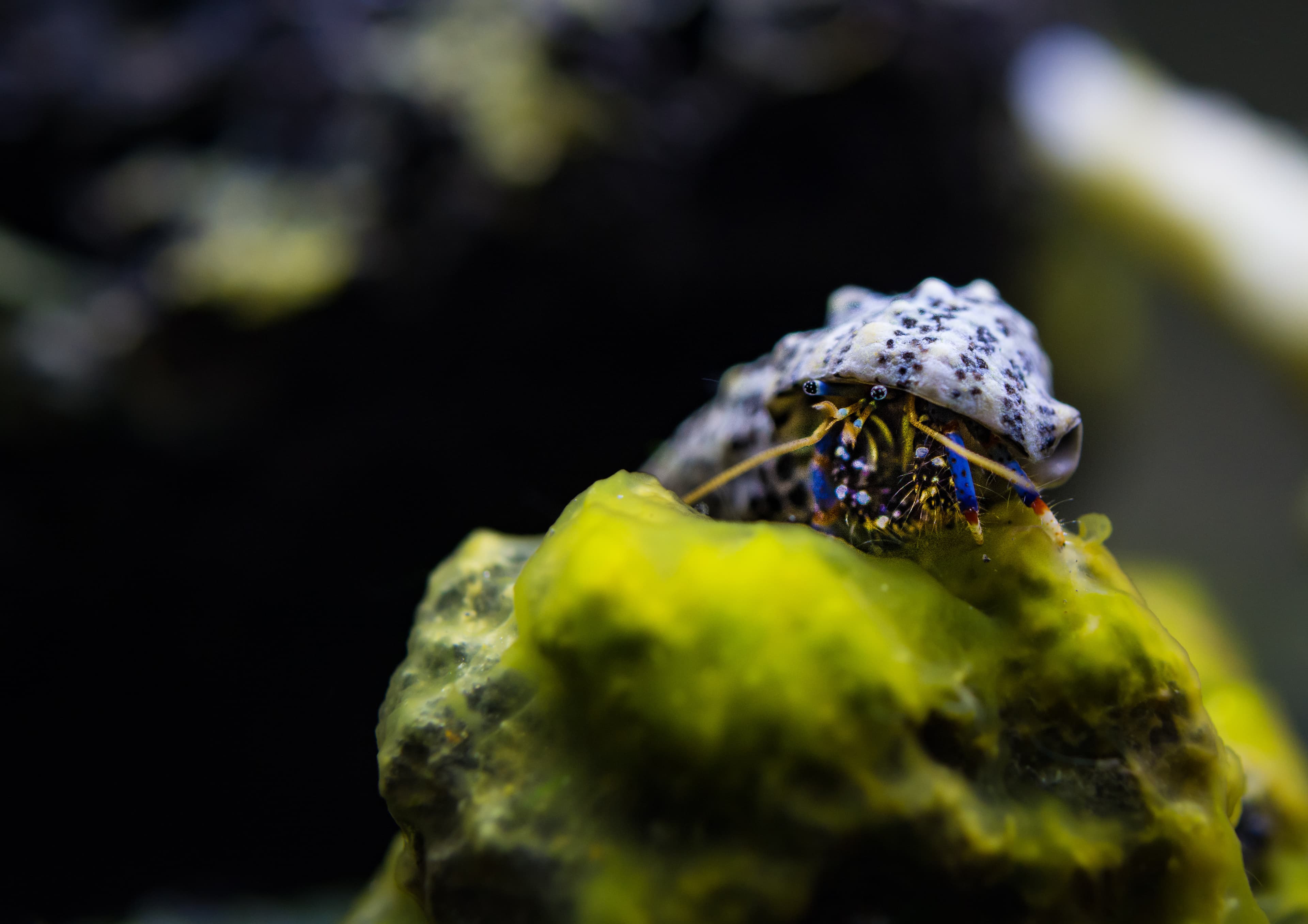 Blue-legged Hermit Crab (Clibanarius tricolor)