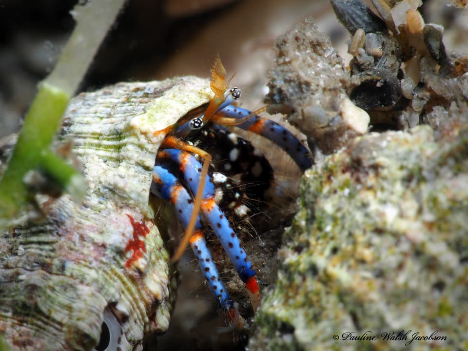 Blue-legged Hermit Crab (Clibanarius tricolor), Riviera Beach, Florida, USA