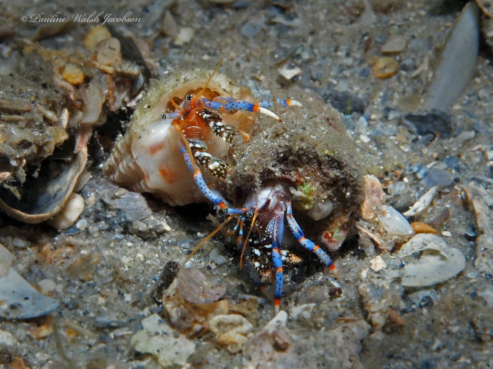 Blue-legged Hermit Crab (Clibanarius tricolor), Riviera Beach, Florida, USA