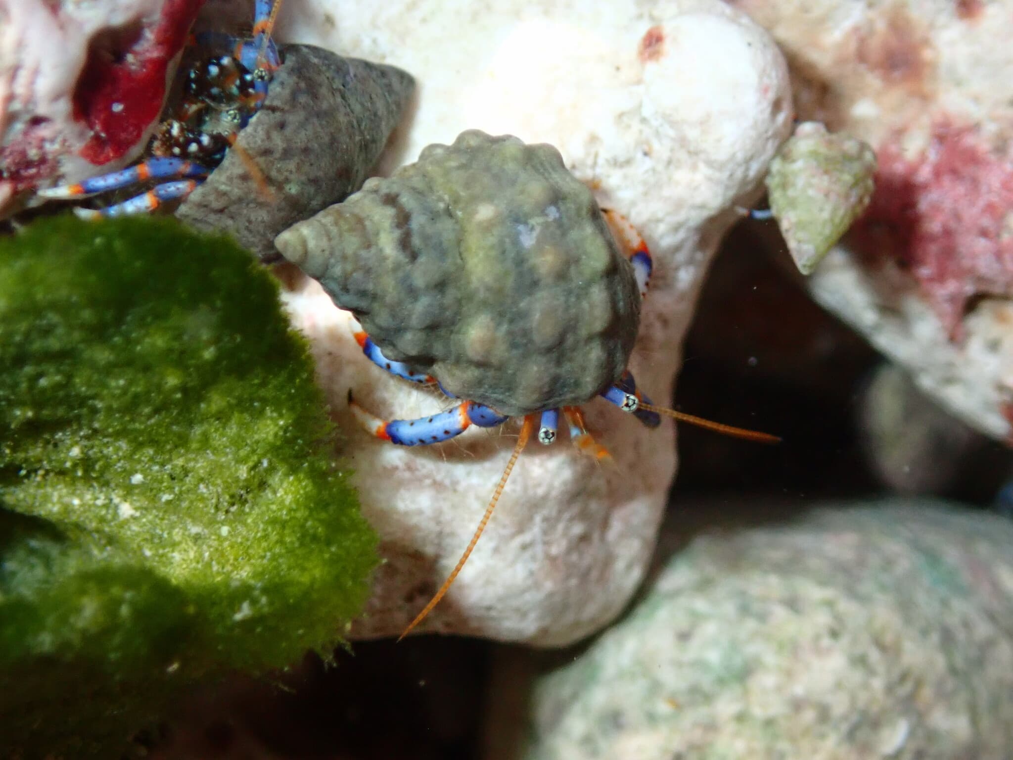 Blue-legged Hermit Crab (Clibanarius tricolor), Puerto Morelos, Quintana Roo, Mexico