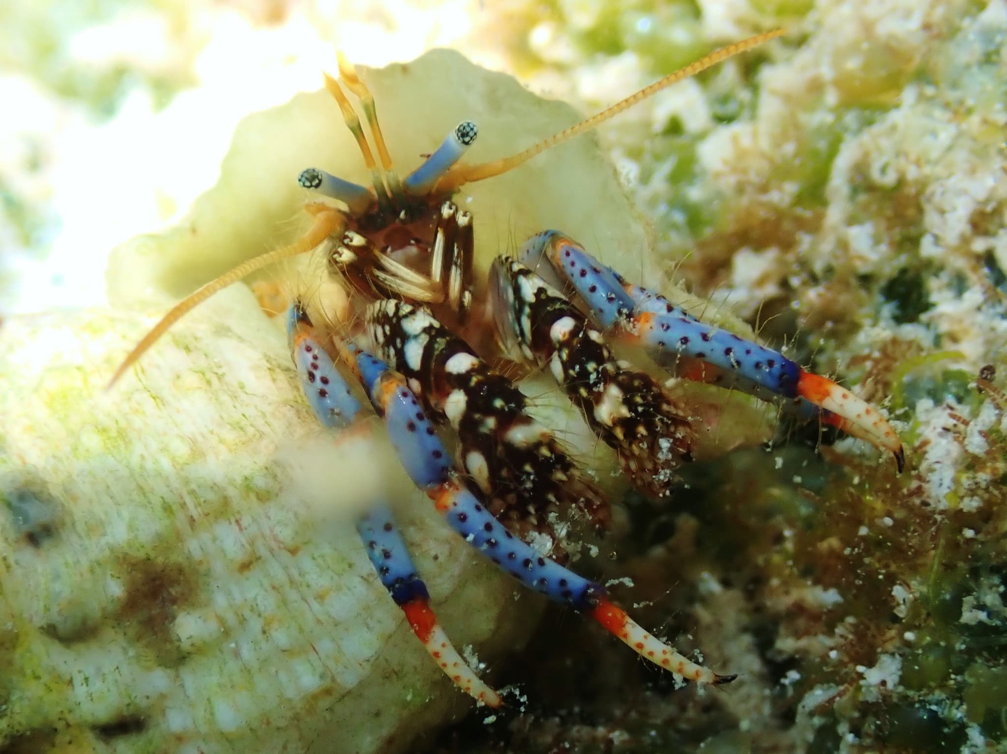 Blue-legged Hermit Crab (Clibanarius tricolor), Islamorada, Florida, USA