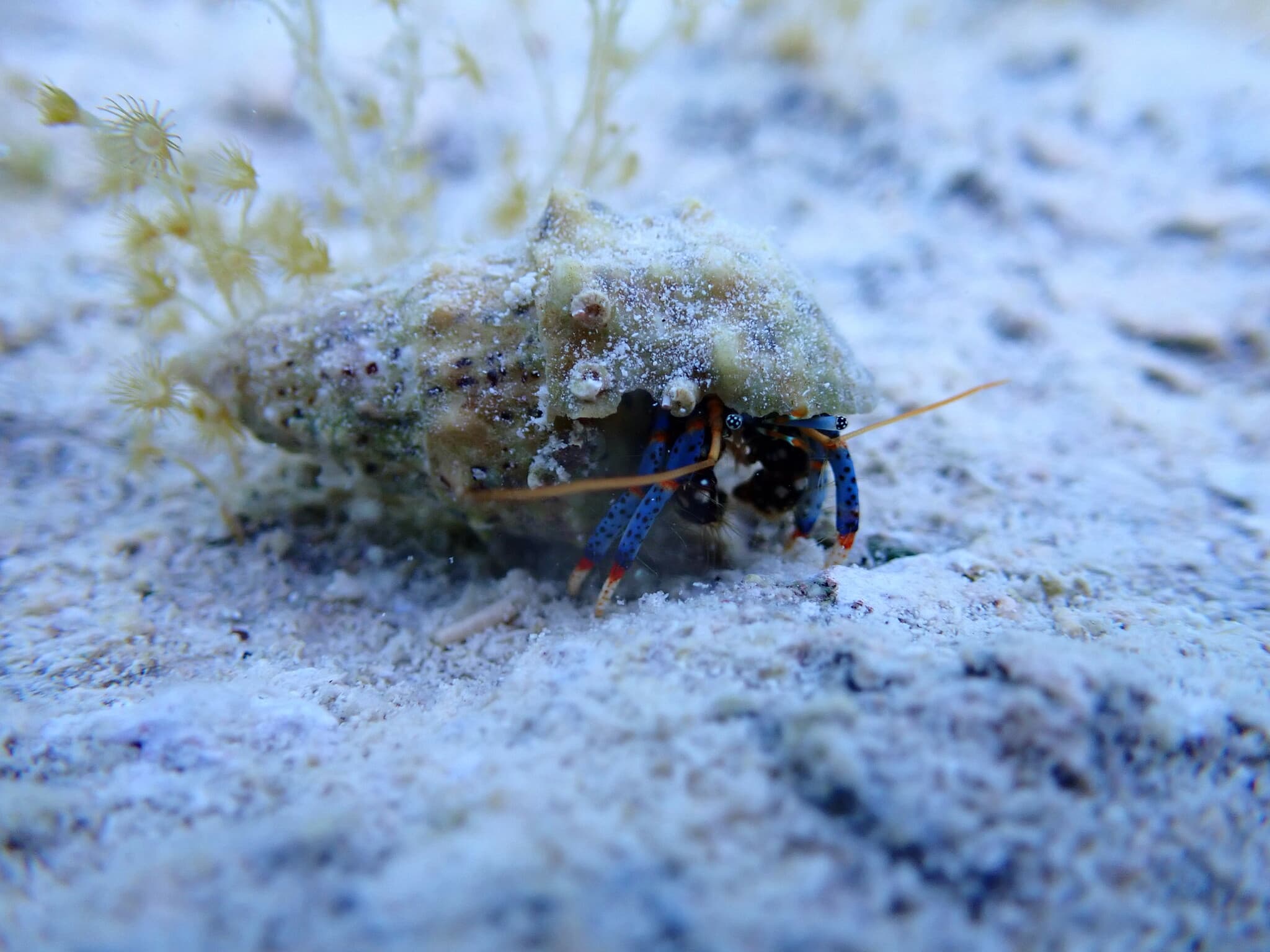 Blue-legged Hermit Crab (Clibanarius tricolor), Camden, Bermuda