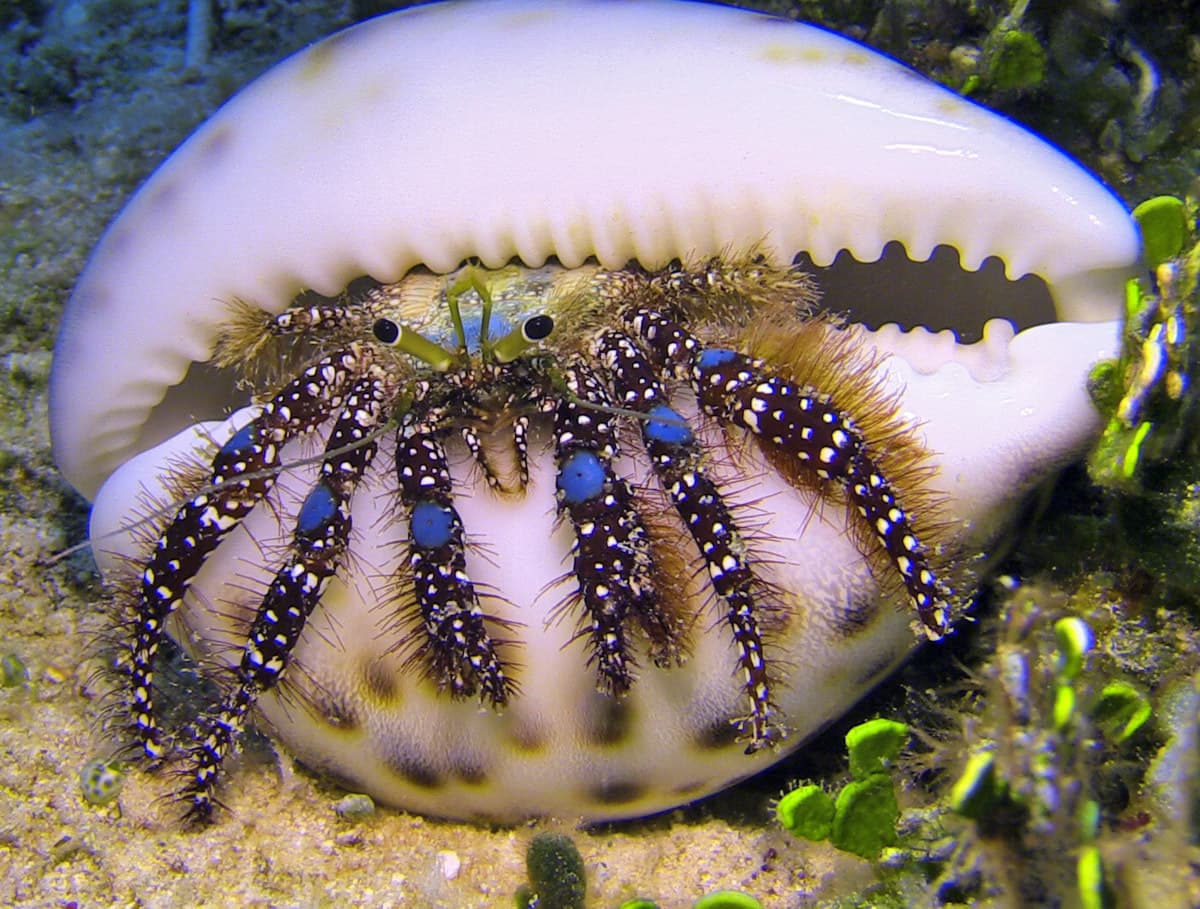 Blue Knee Hermit Crab (Dardanus guttatus), Kwajalein Atoll, Marshall Islands