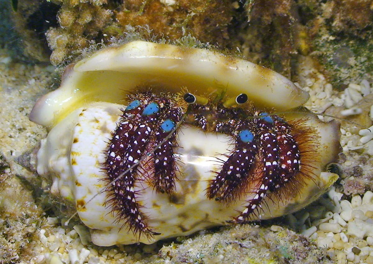 Blue Knee Hermit Crab (Dardanus guttatus), Kwajalein Atoll, Marshall Islands