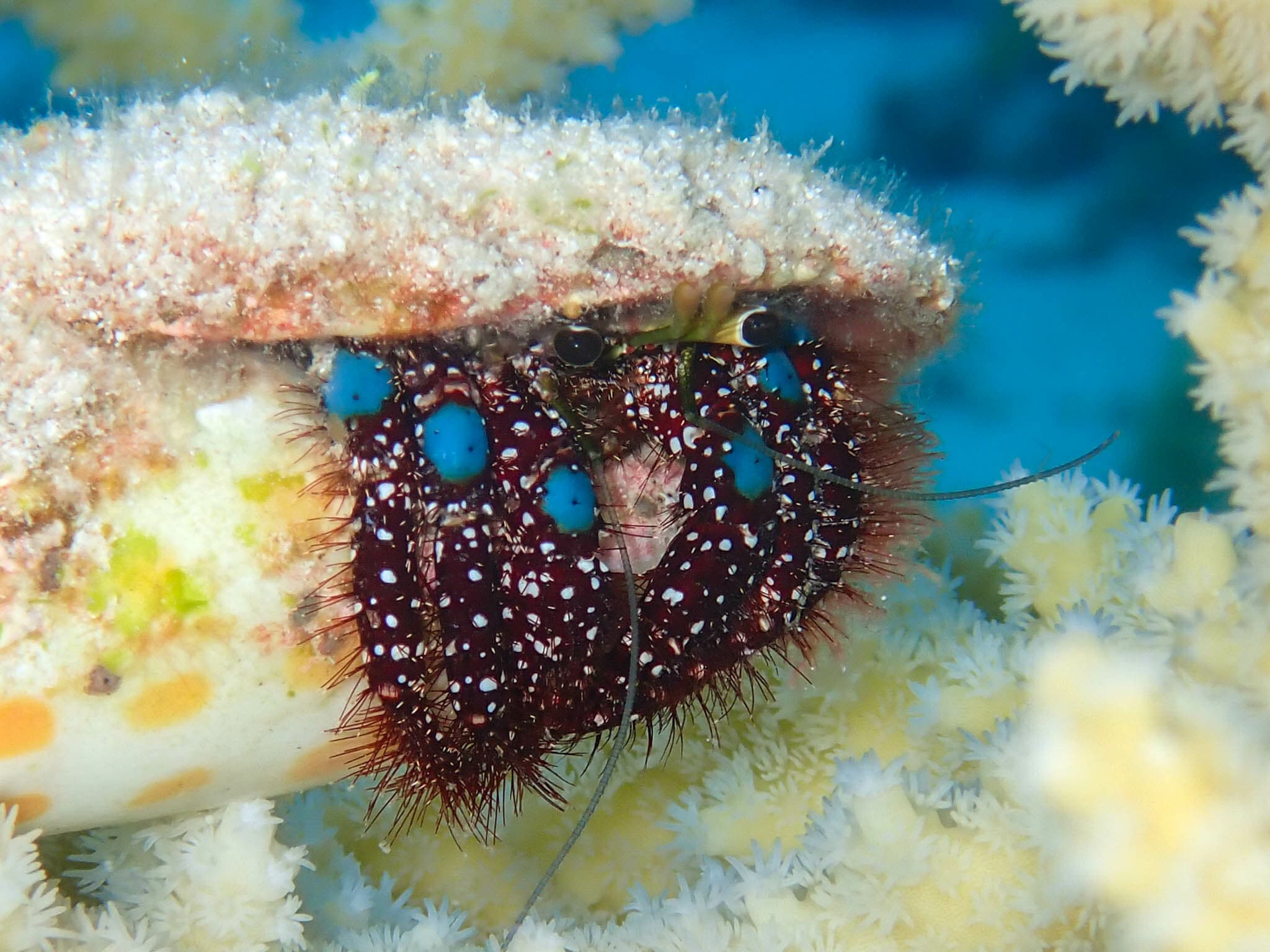 Blue Knee Hermit Crab (Dardanus guttatus), Ailuk Atoll, Marshall Islands