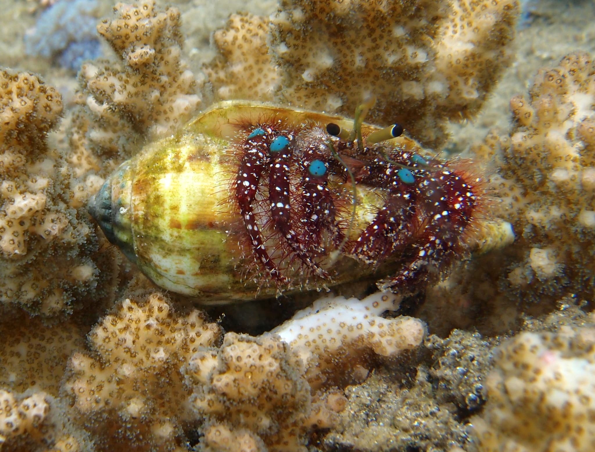 Blue Knee Hermit Crab (Dardanus guttatus), Park Rynie, South Africa