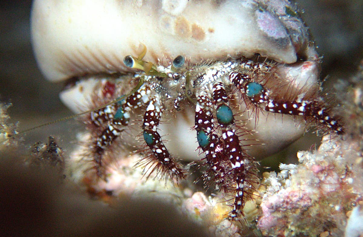 Blue Knee Hermit Crab (Dardanus guttatus), Tikehau