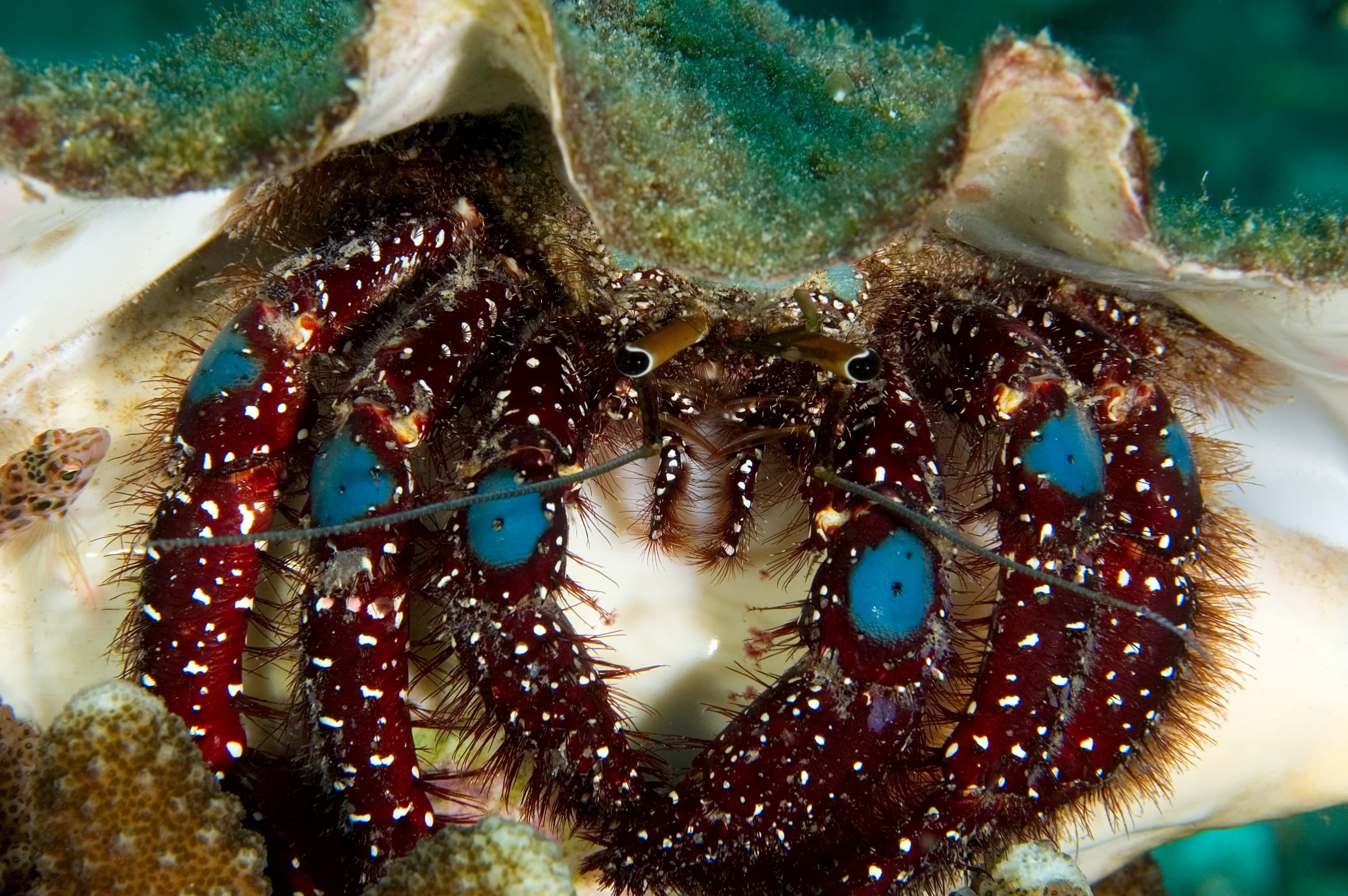 Blue Knee Hermit Crab (Dardanus guttatus)