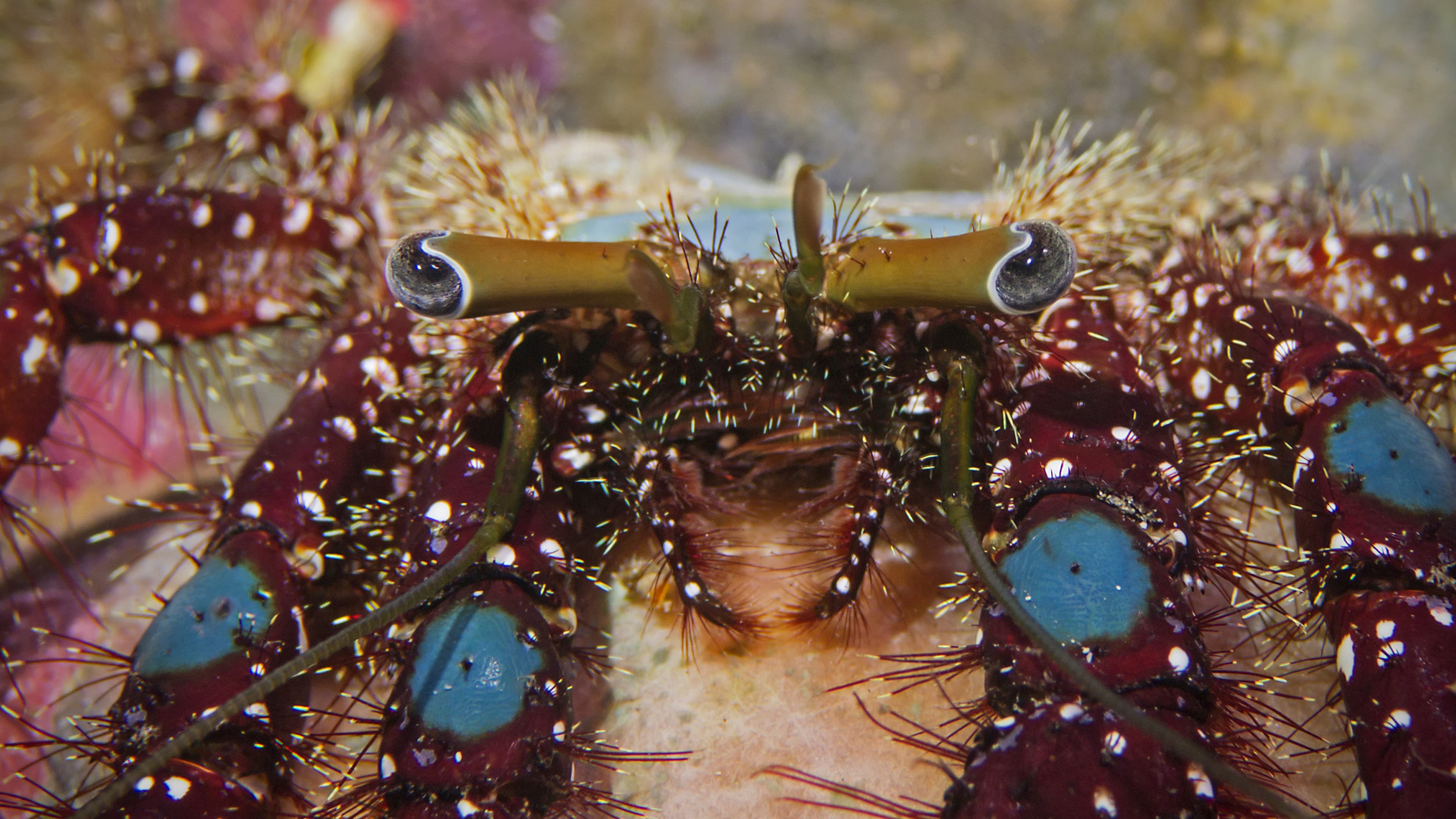 Blue Knee Hermit Crab (Dardanus guttatus)