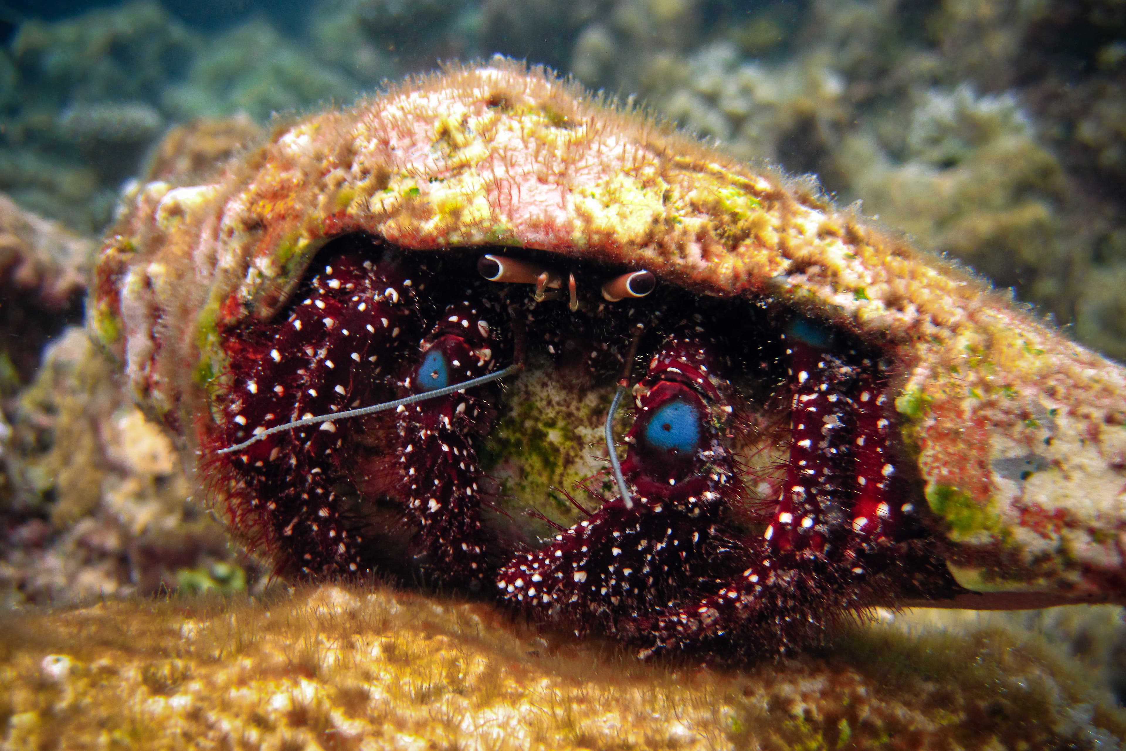 Blue Knee Hermit Crab (Dardanus guttatus)