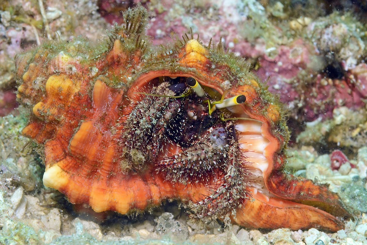 Hairy Red Hermit Crab (Dardanus lagopodes), Mabini, Batangas, Philippines