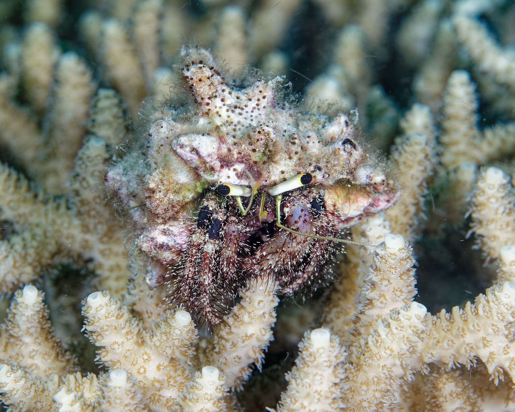 Hairy Red Hermit Crab (Dardanus lagopodes), Tabango, Leyte, Philippines
