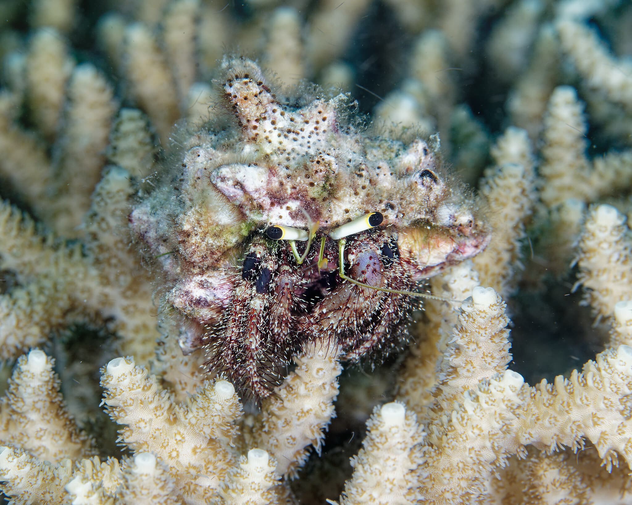 Hairy Red Hermit Crab (Dardanus lagopodes), Tabango, Leyte, Philippines