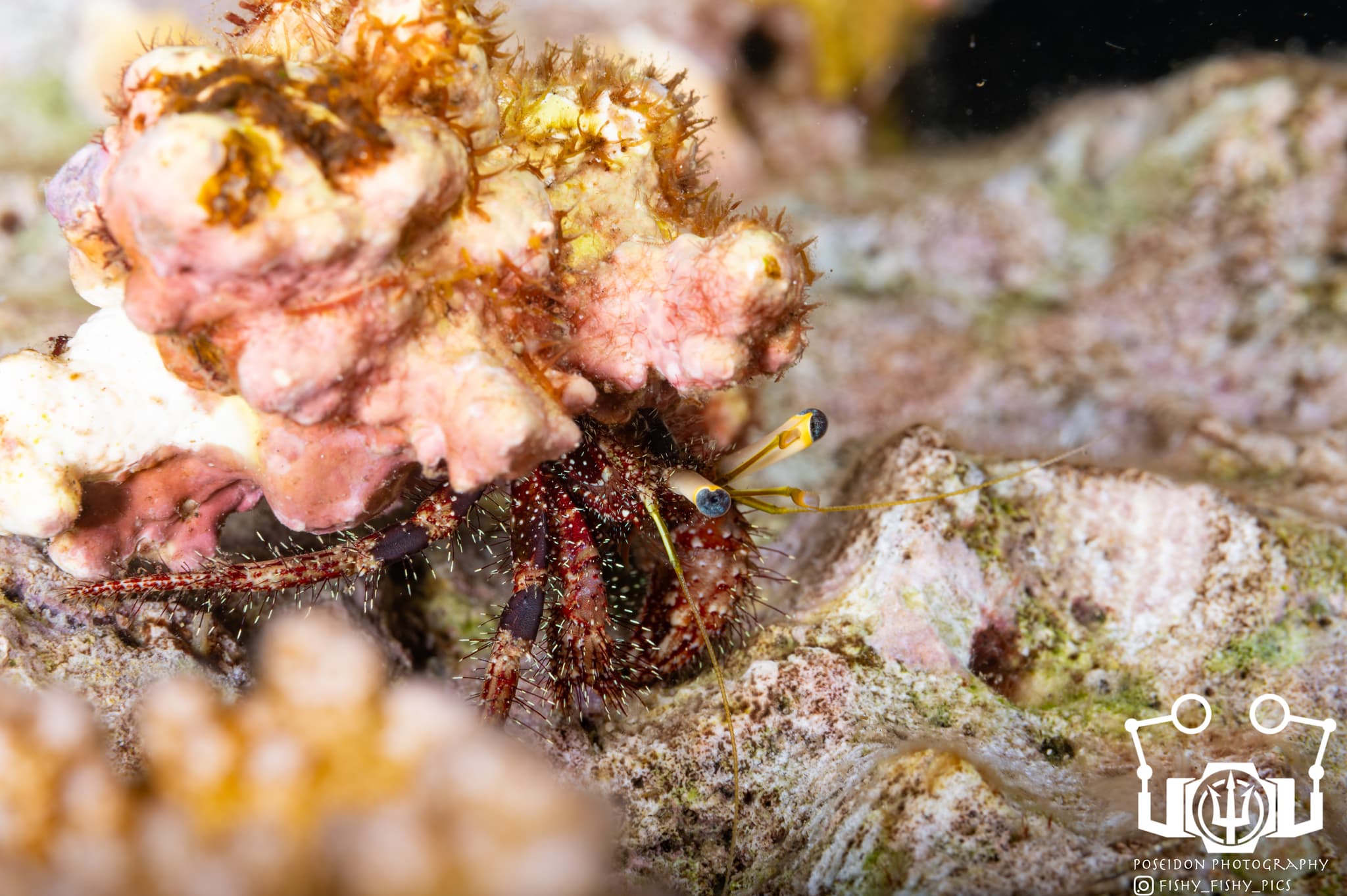 Hairy Red Hermit Crab (Dardanus lagopodes), Negros Oriental, Philippines