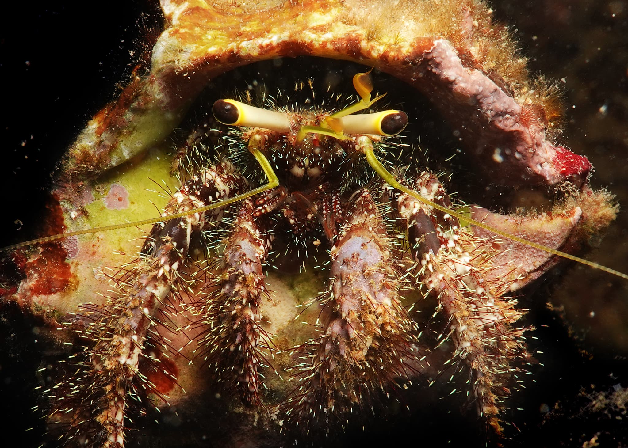 Hairy Red Hermit Crab (Dardanus lagopodes), Point Murat, Exmouth, WA, Australia