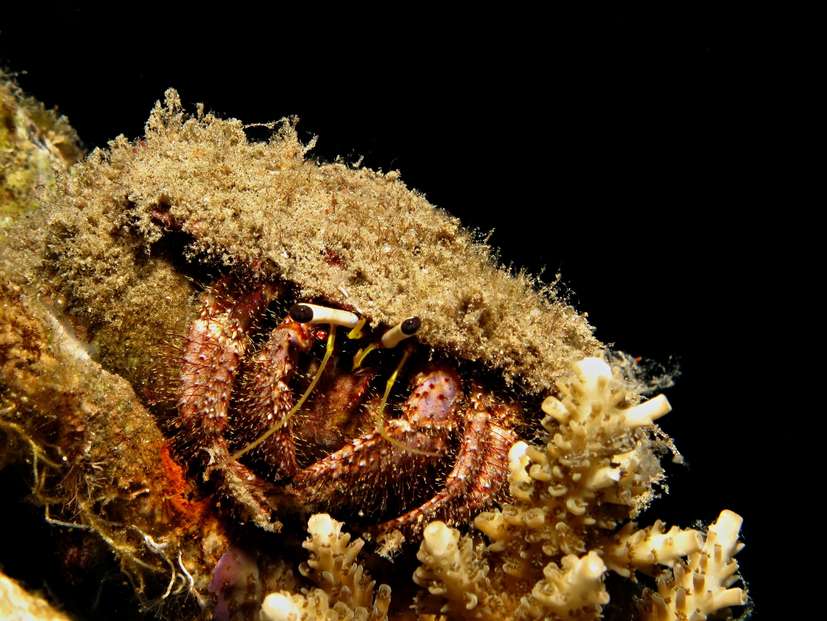 Dark Knee Hermit Crab (Dardanus lagopodes)