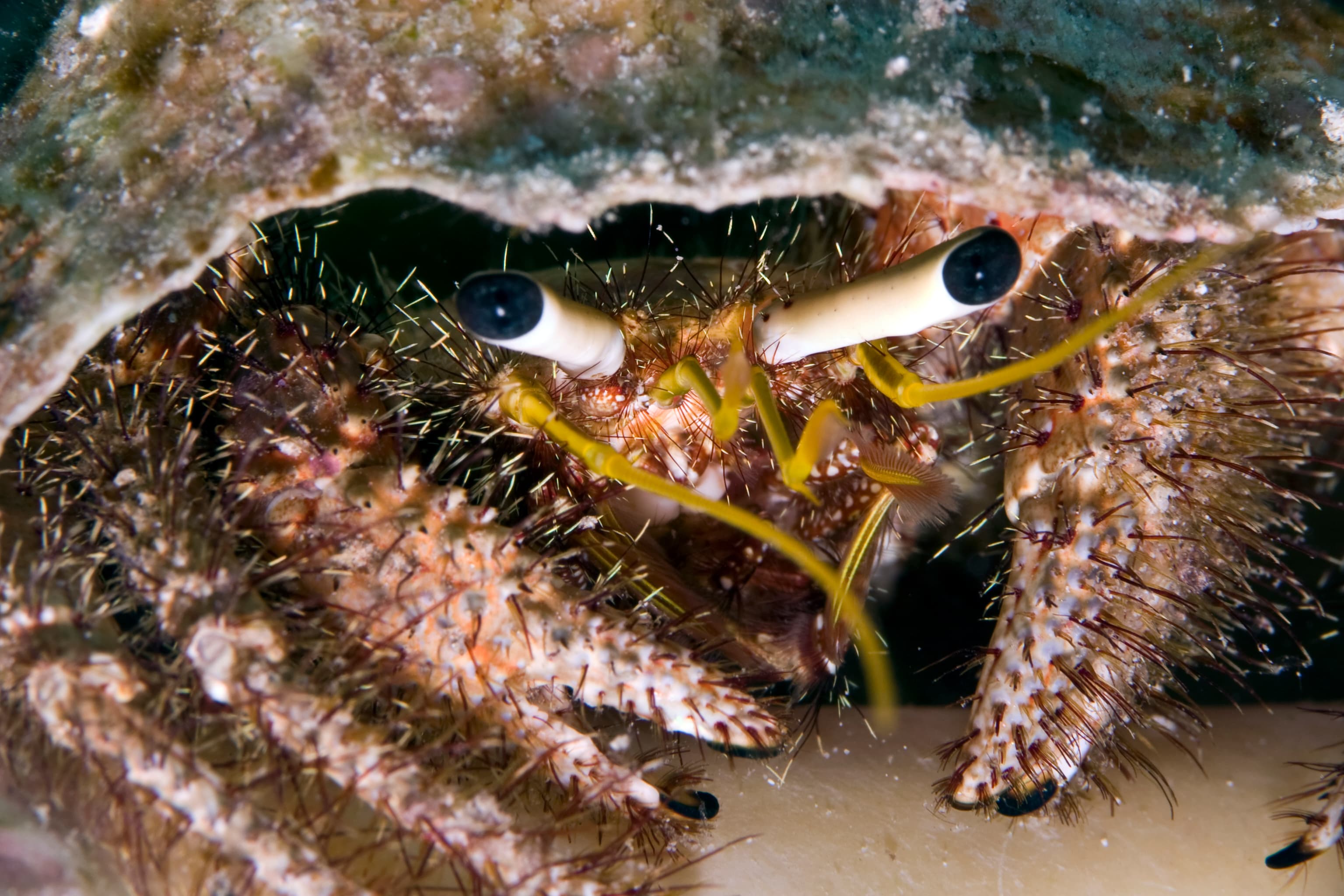 Dark Knee Hermit Crab (Dardanus lagopodes)