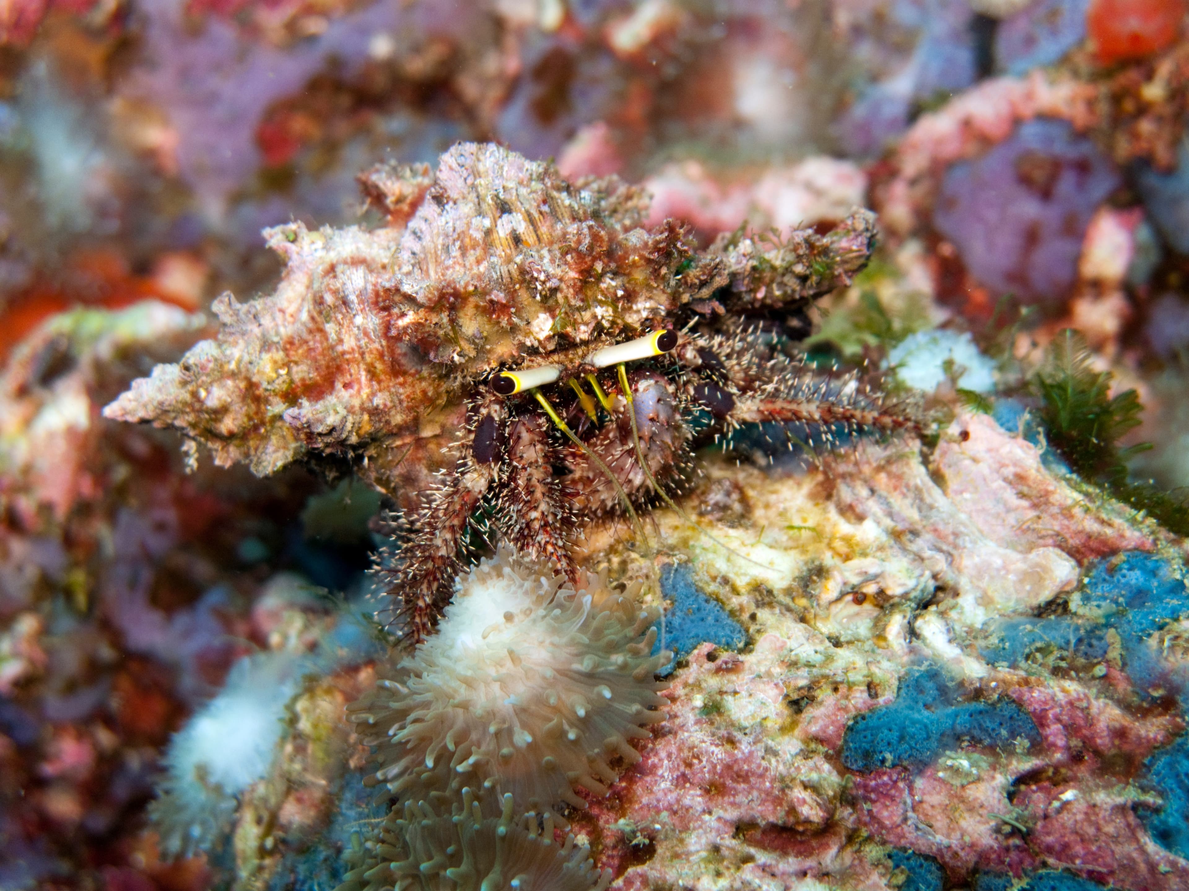 Dark Knee Hermit Crab (Dardanus lagopodes)