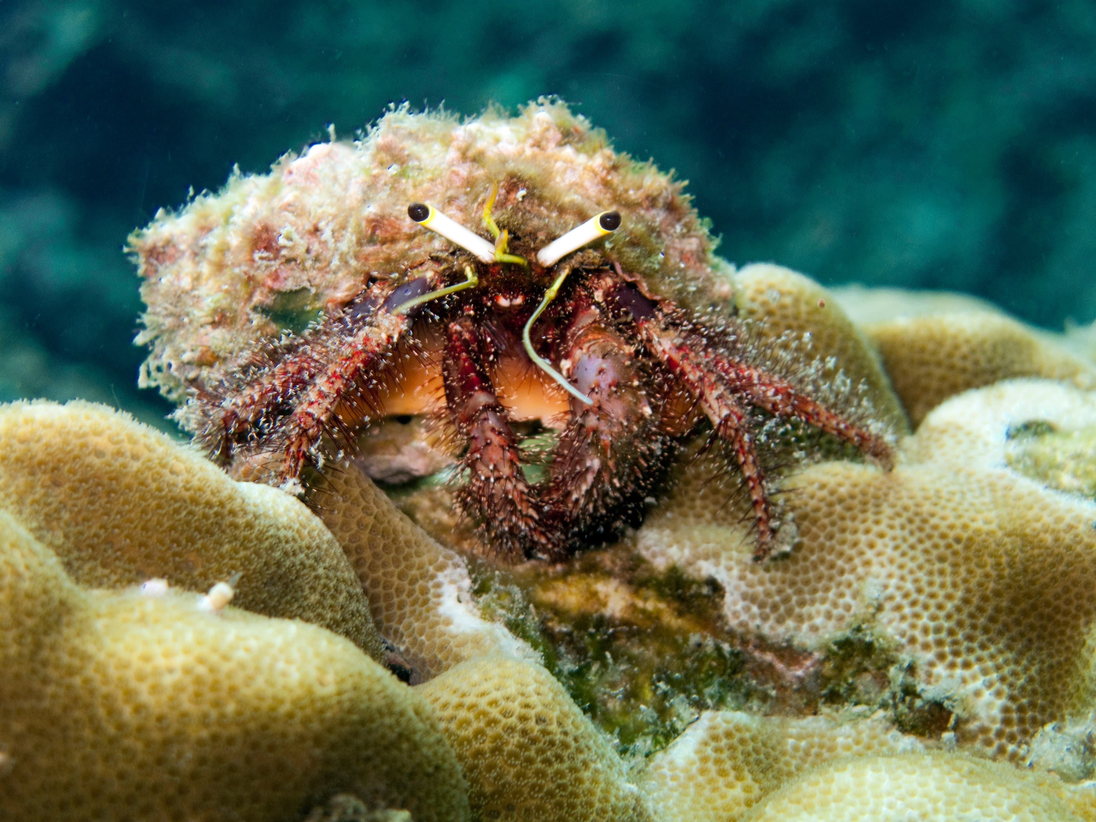 Dark Knee Hermit Crab (Dardanus lagopodes)