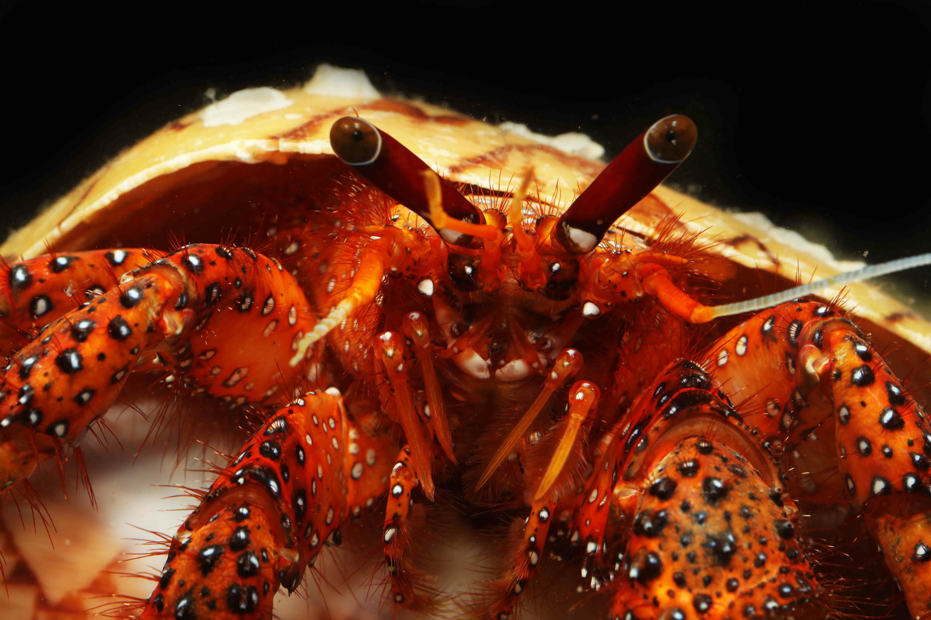 White-spotted Hermit Crab (Dardanus megistos) close up