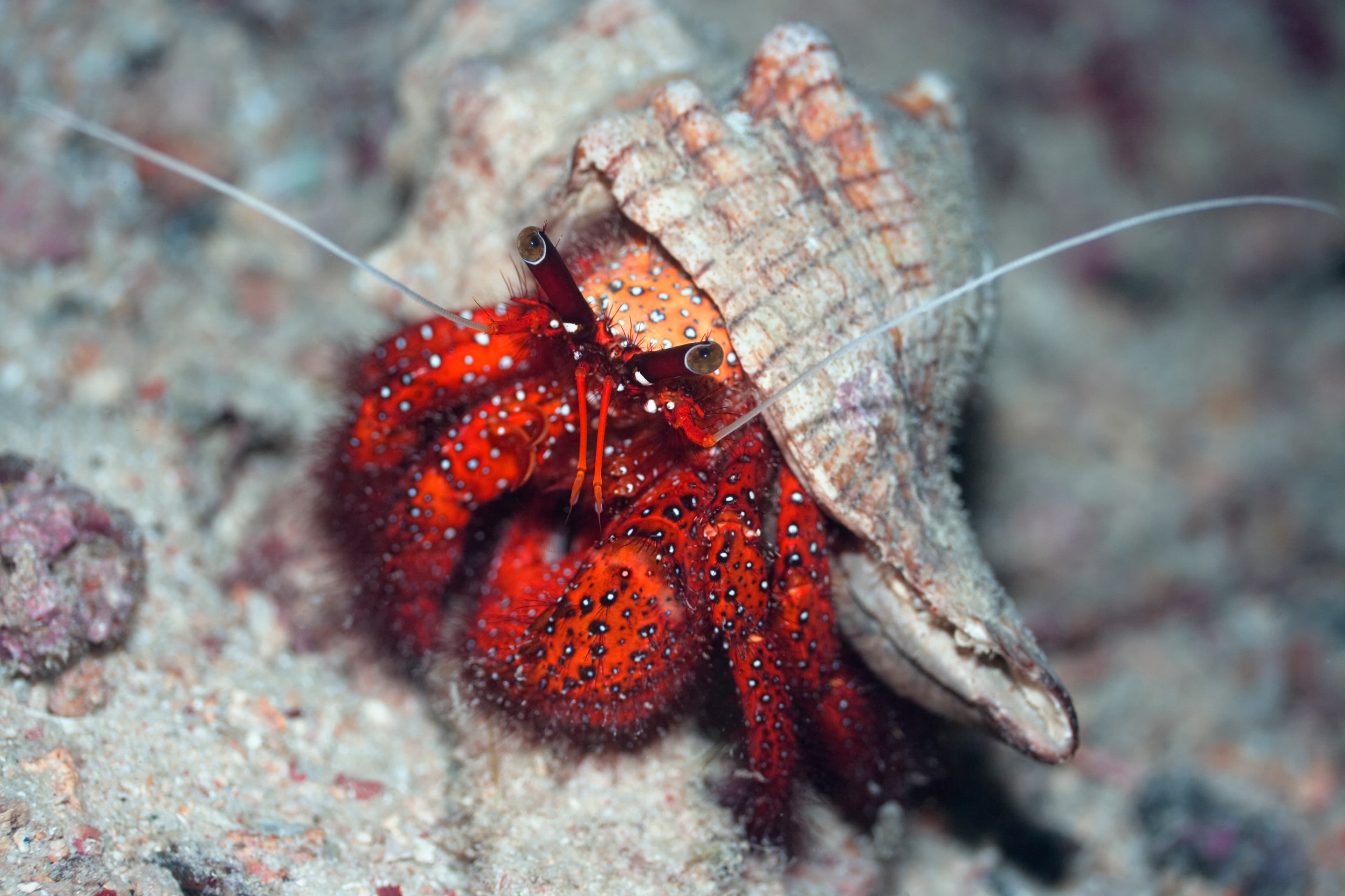 White-spotted Hermit Crab (Dardanus megistos)