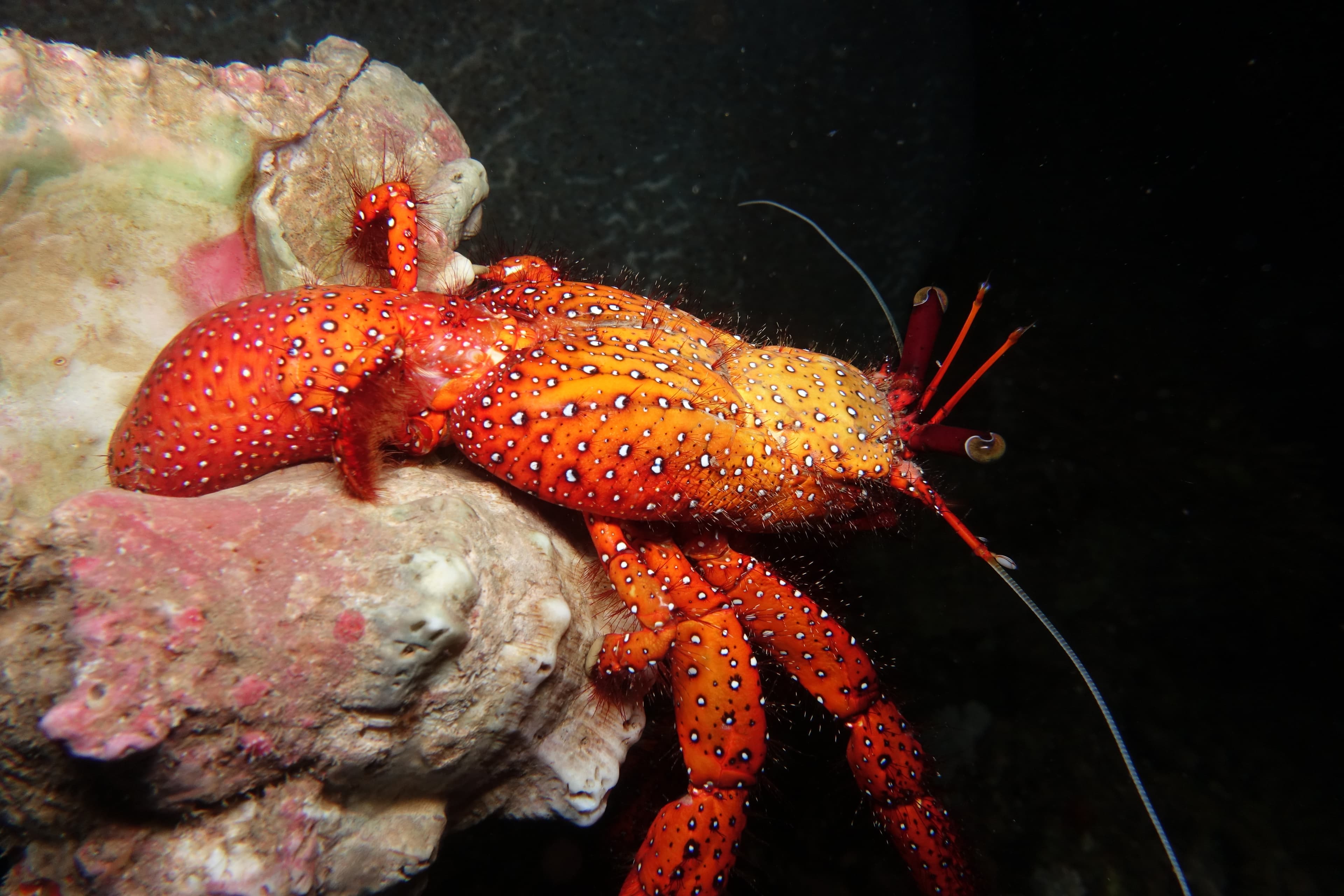 White-spotted Hermit Crab (Dardanus megistos)