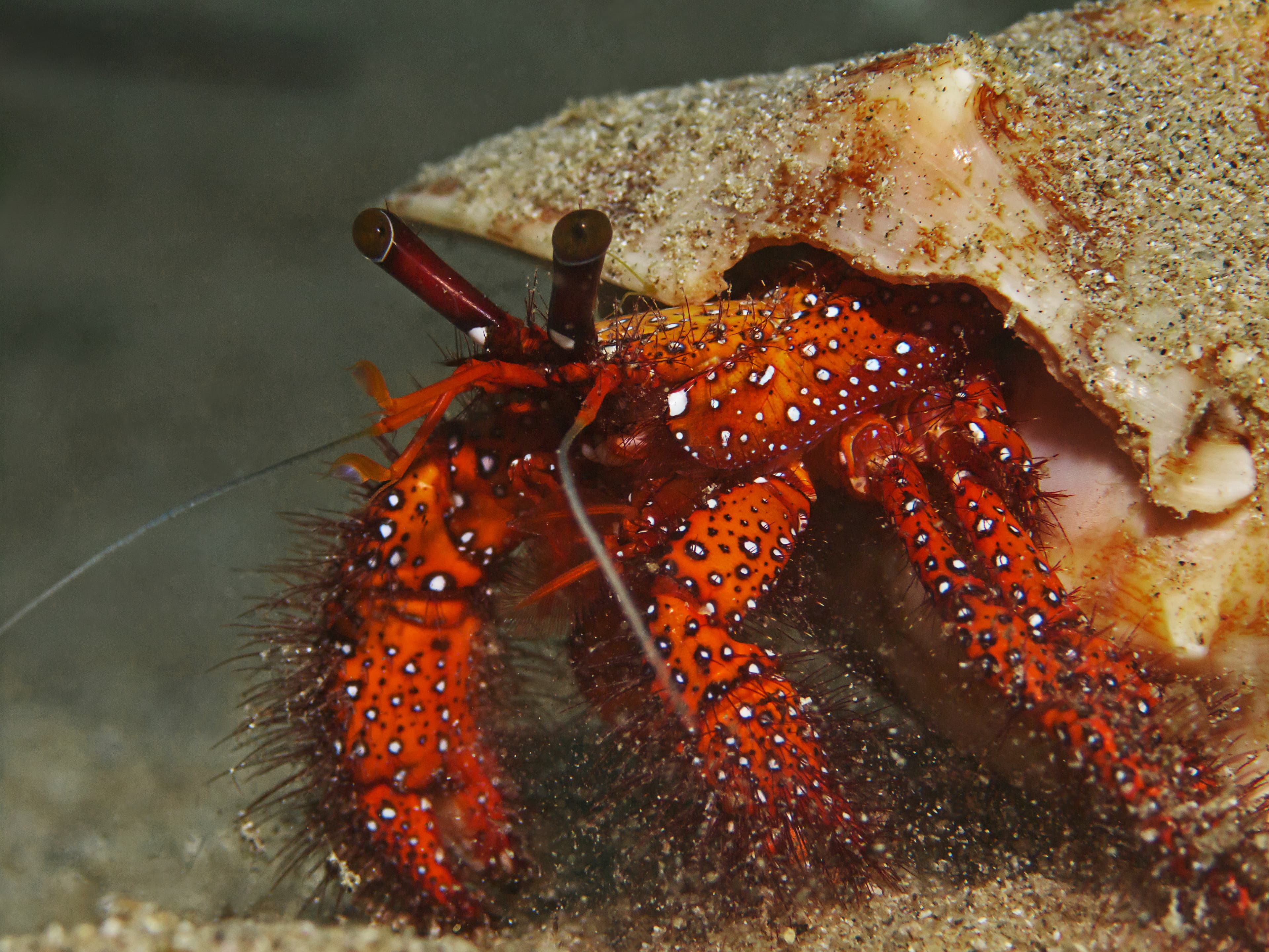 White-spotted Hermit Crab (Dardanus megistos)