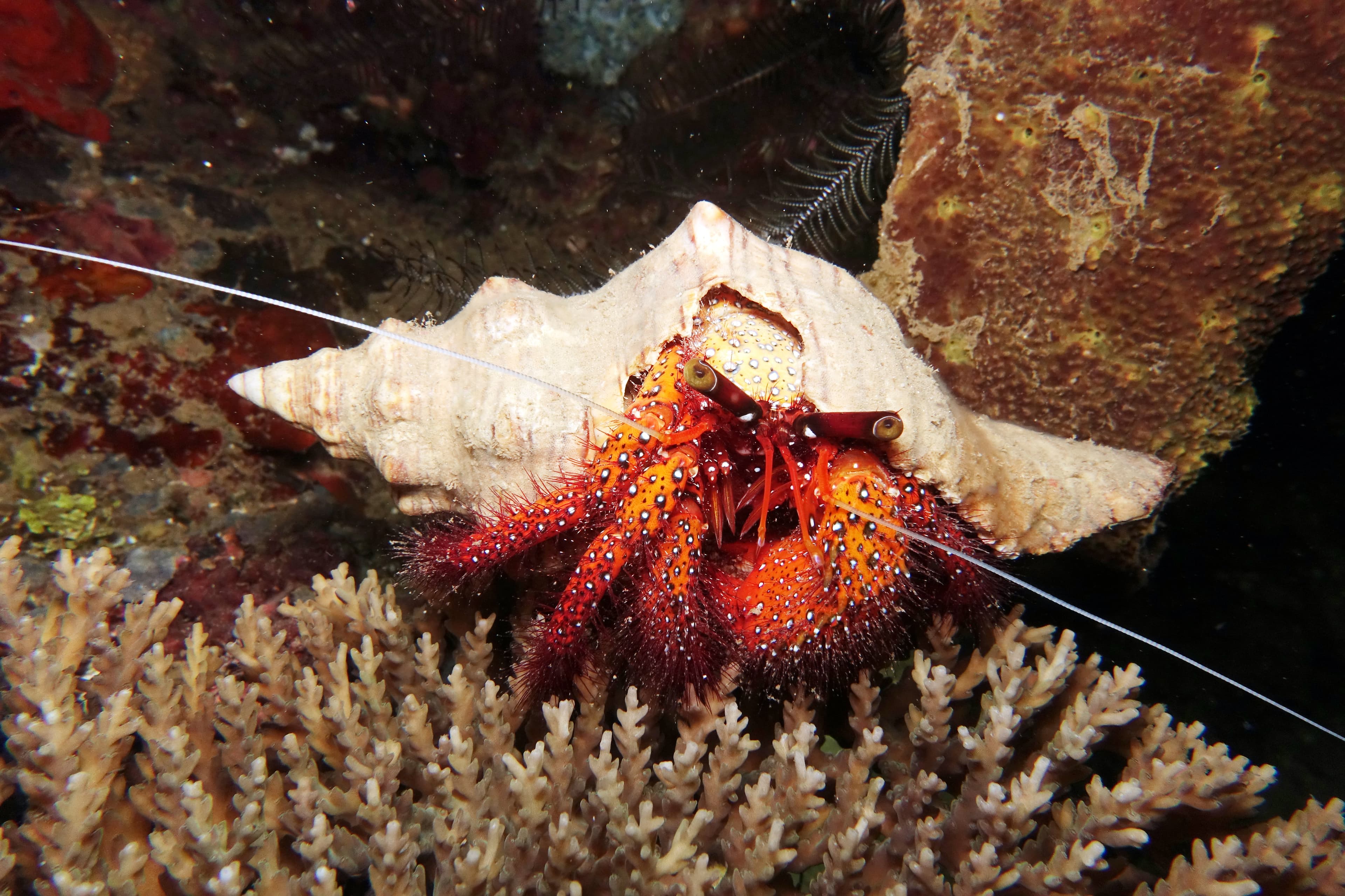 White-spotted Hermit Crab (Dardanus megistos)