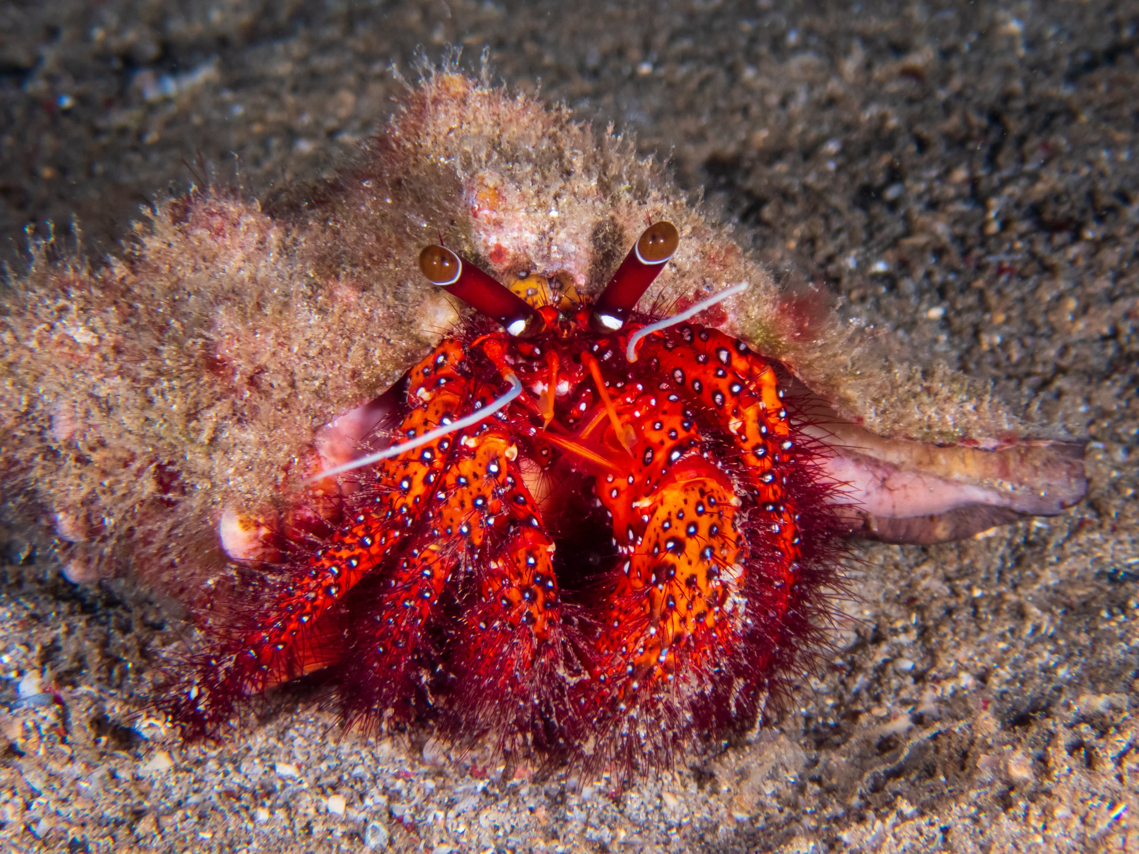 White-spotted Hermit Crab (Dardanus megistos), Paguroidea near Anilao, Batangas, Philippines