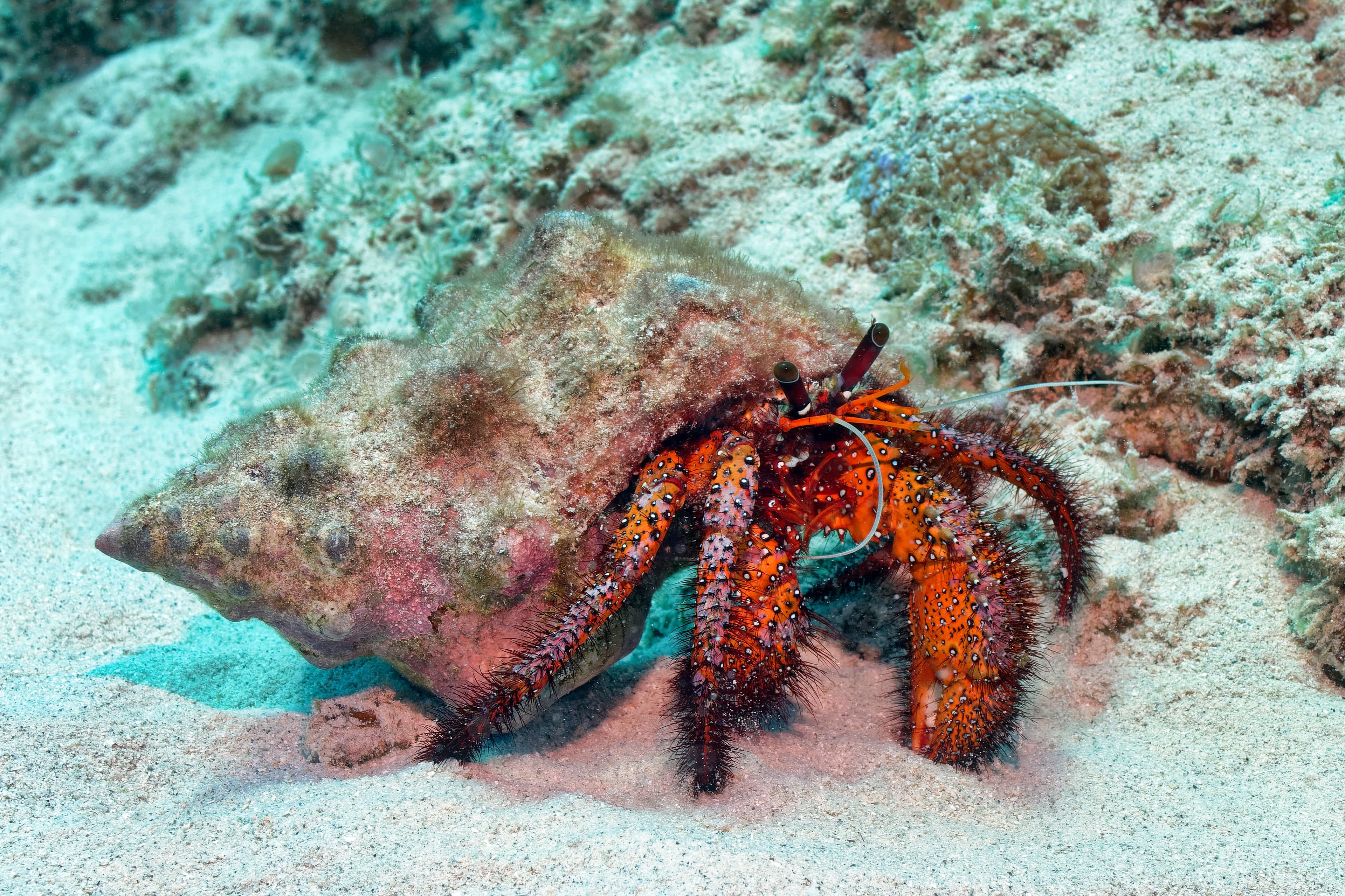 White-spotted Hermit Crab (Dardanus megistos)