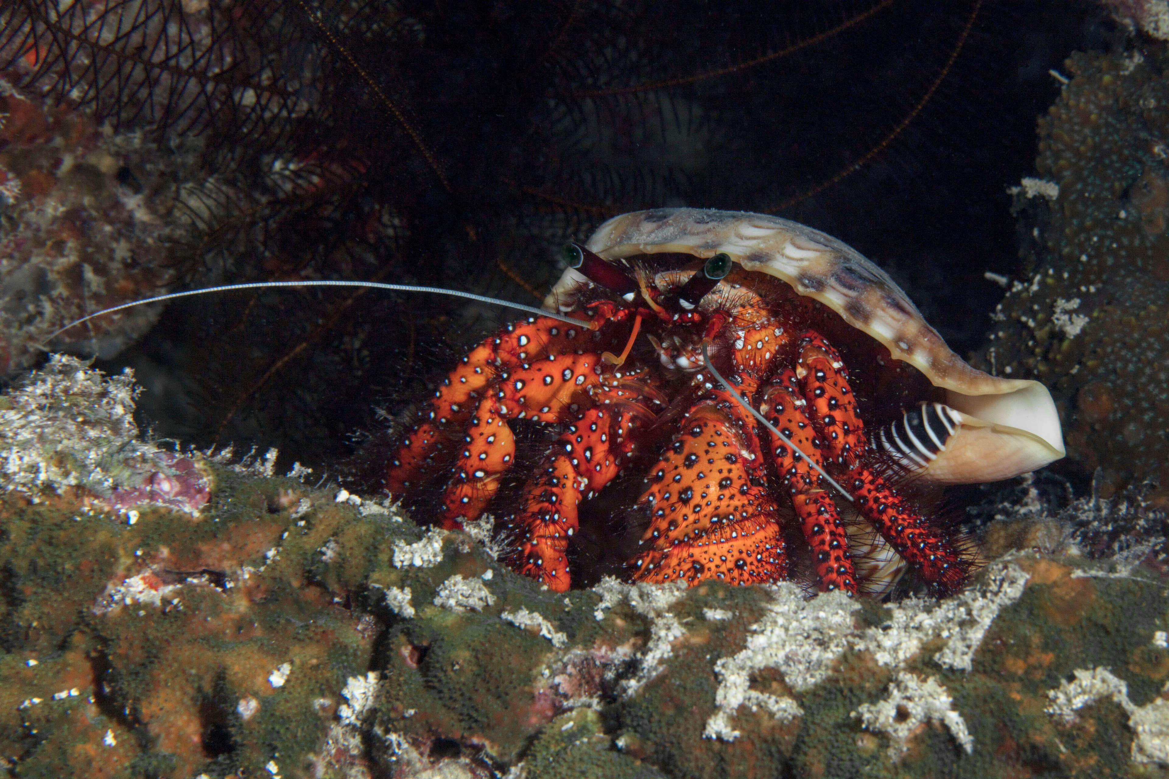 White-spotted Hermit Crab (Dardanus megistos), Panglao Island, Philippines