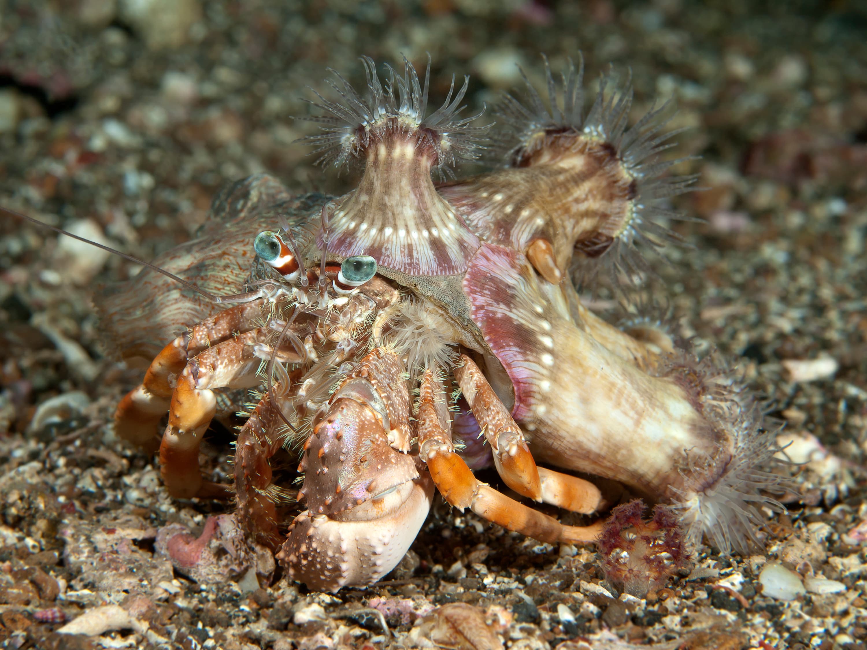 Anemone Hermit Crab (Dardanus pedunculatus)