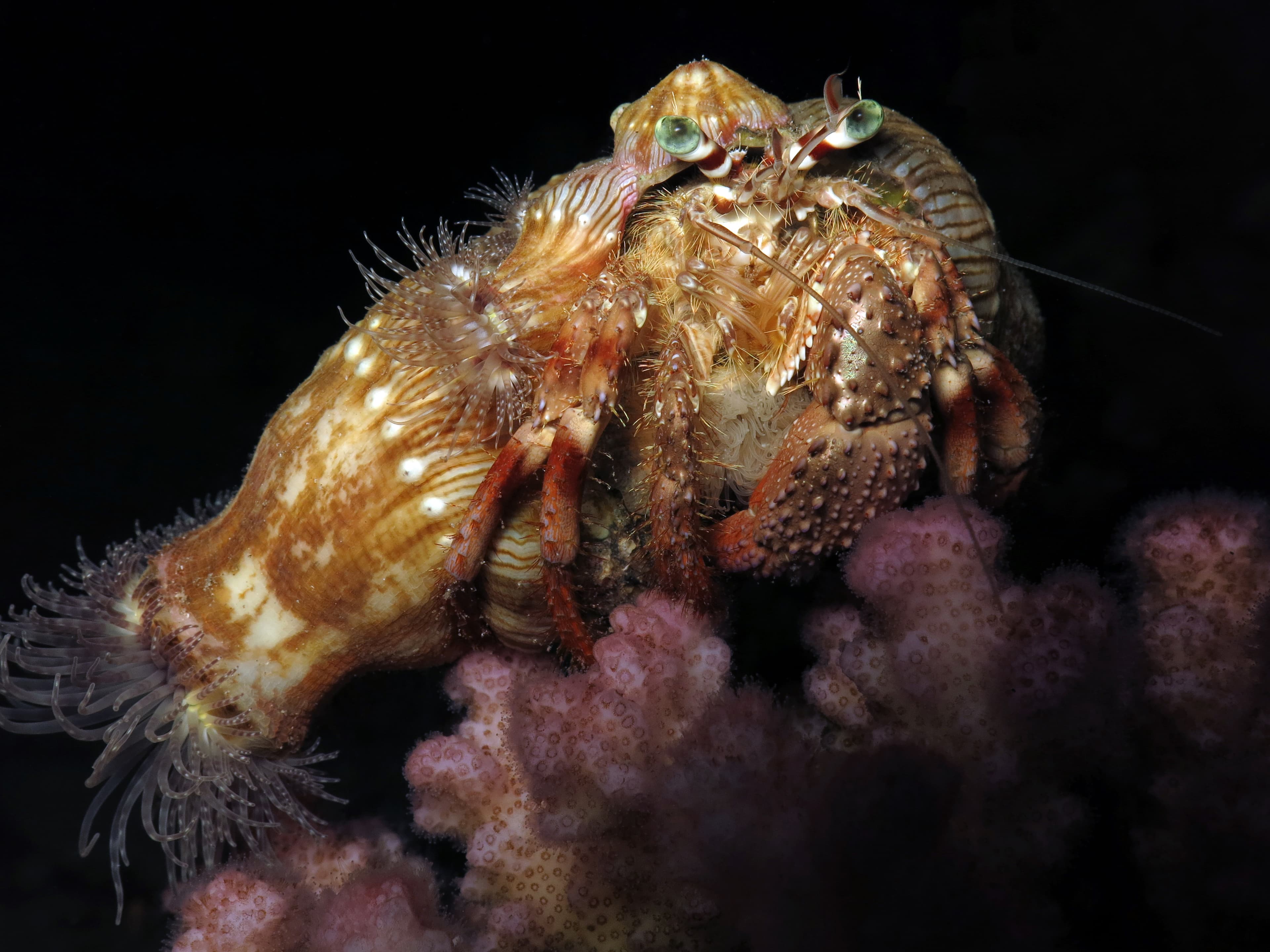 Anemone Hermit Crab (Dardanus pedunculatus)