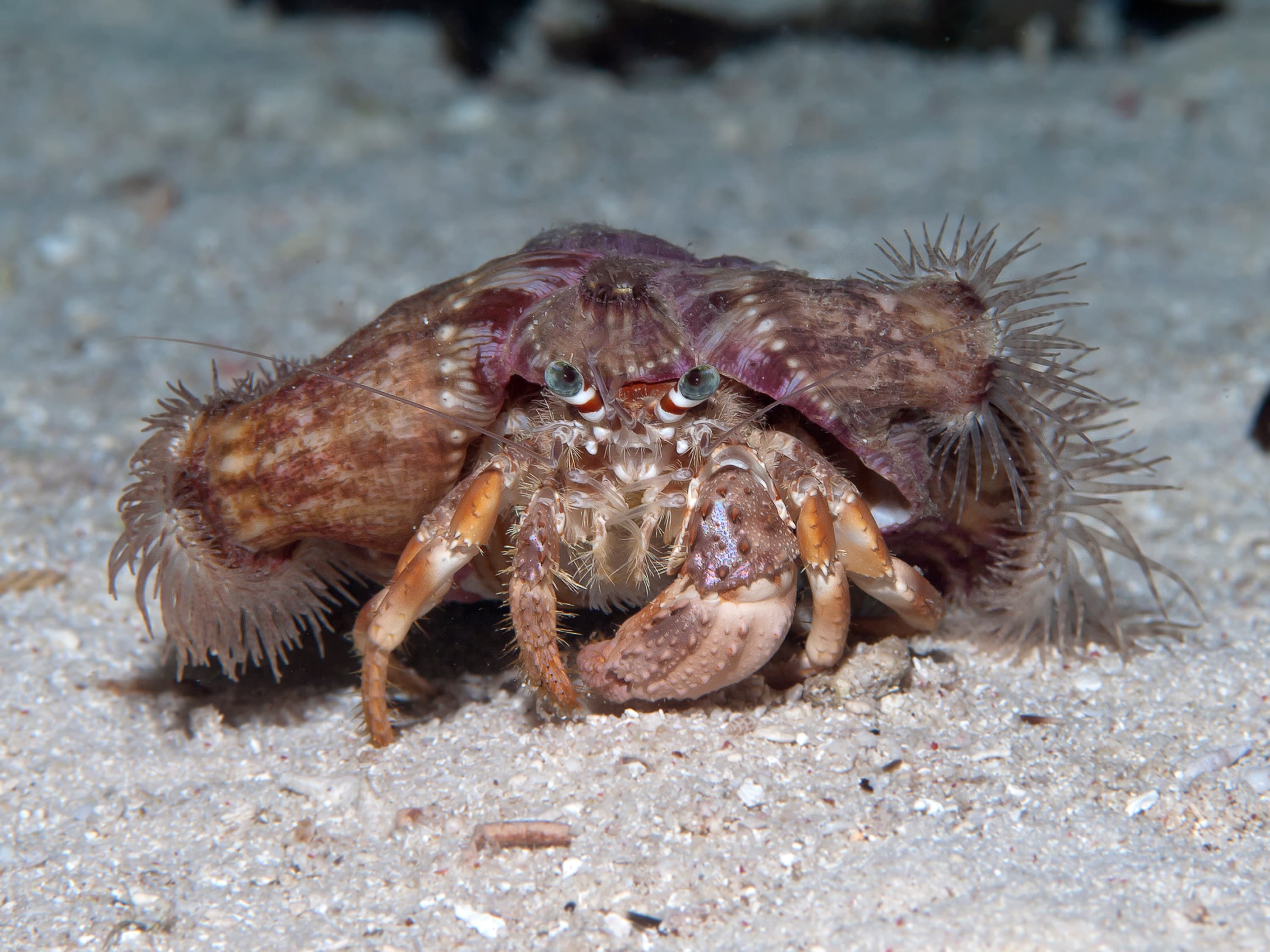 Anemone Hermit Crab (Dardanus pedunculatus)