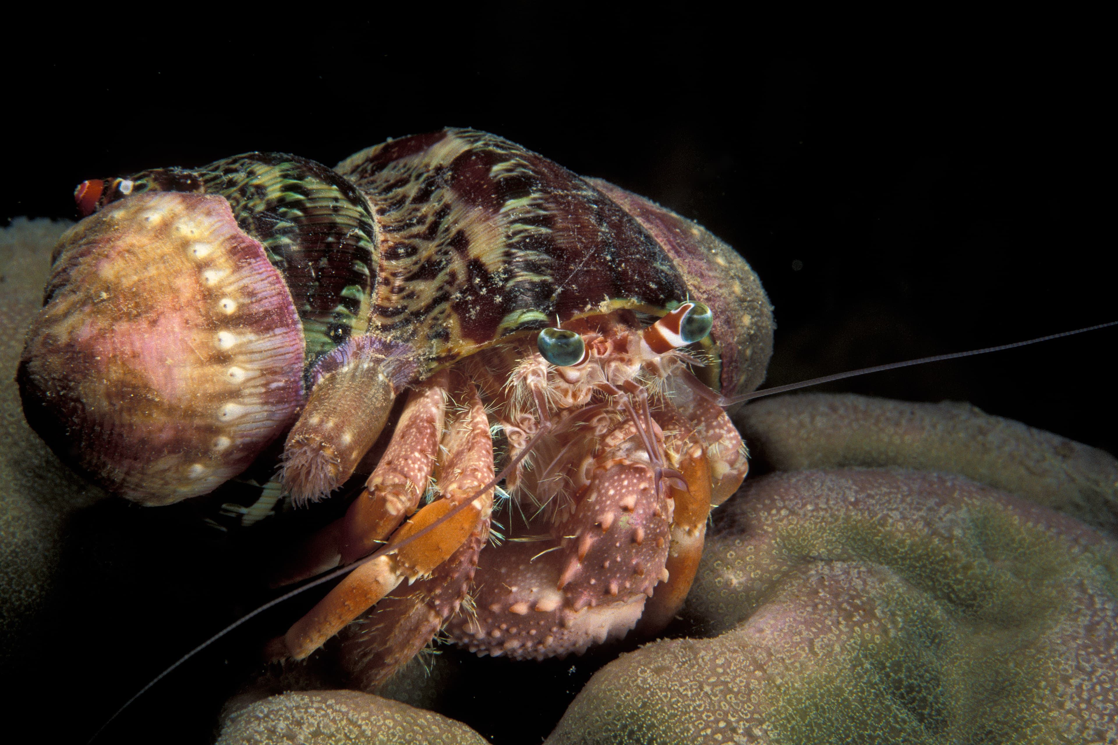 Anemone Hermit Crab (Dardanus pedunculatus)