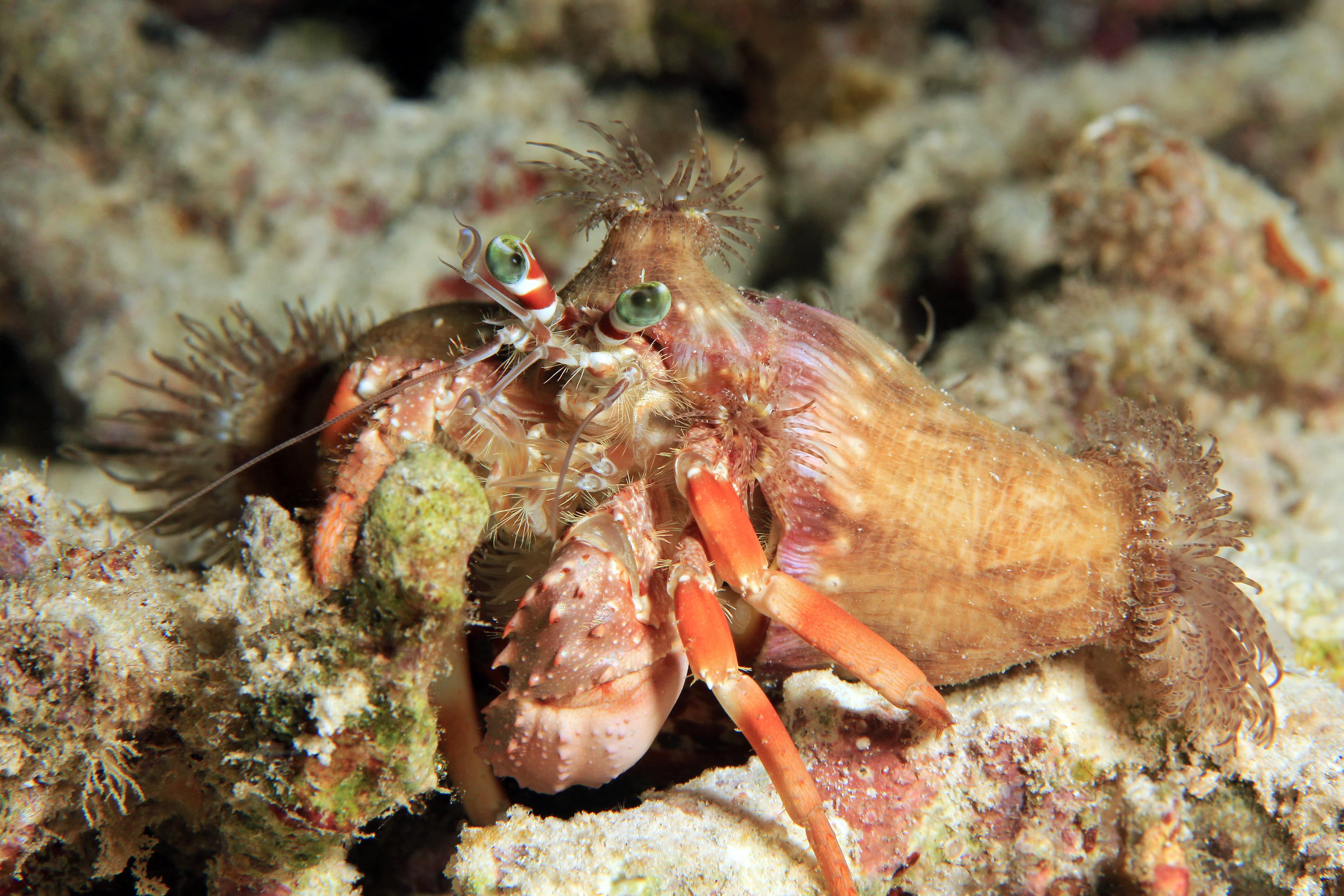 Anemone Hermit Crab (Dardanus pedunculatus), Dampier Strait, Raja Ampat, Indonesia