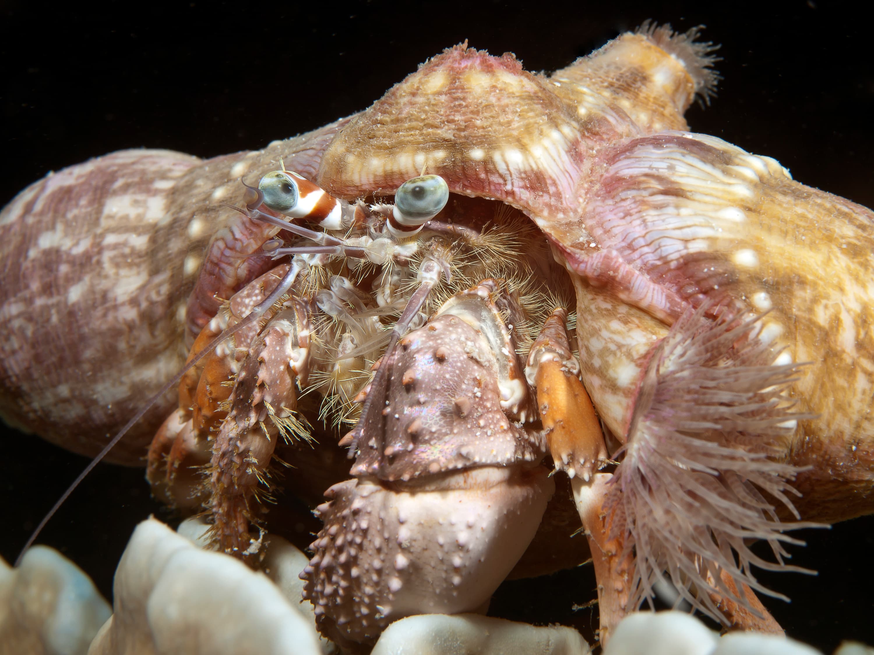 Anemone Hermit Crab (Dardanus pedunculatus)