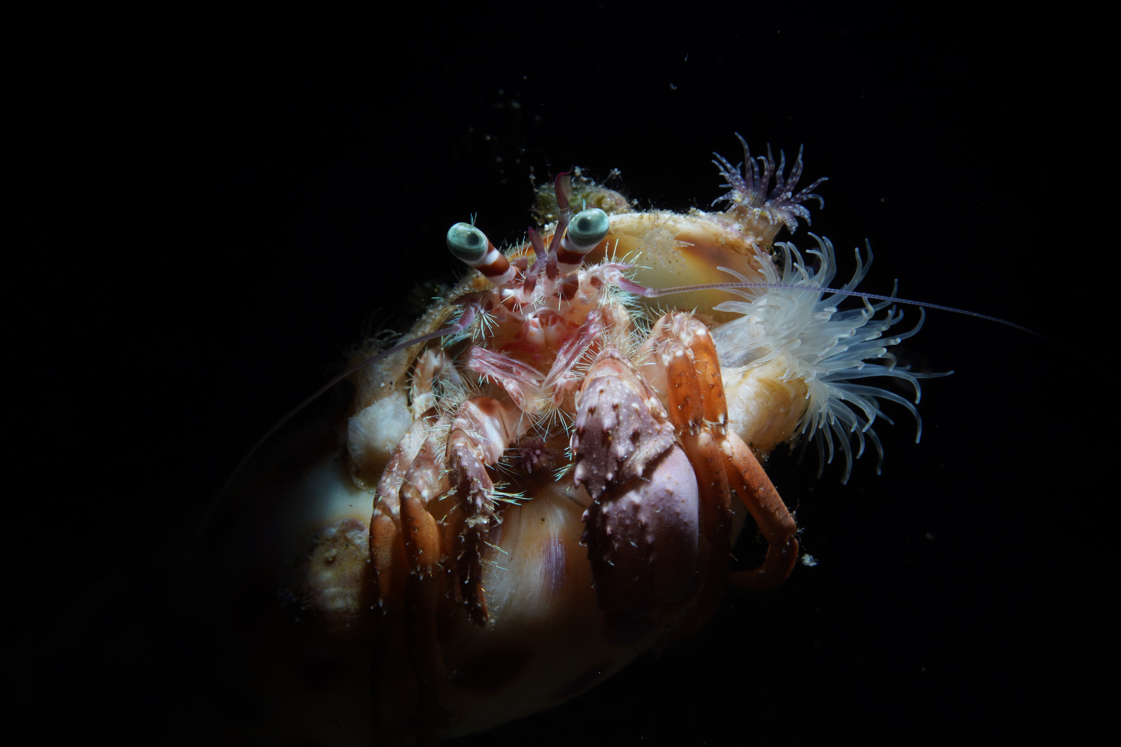 Anemone Hermit Crab (Dardanus pedunculatus)